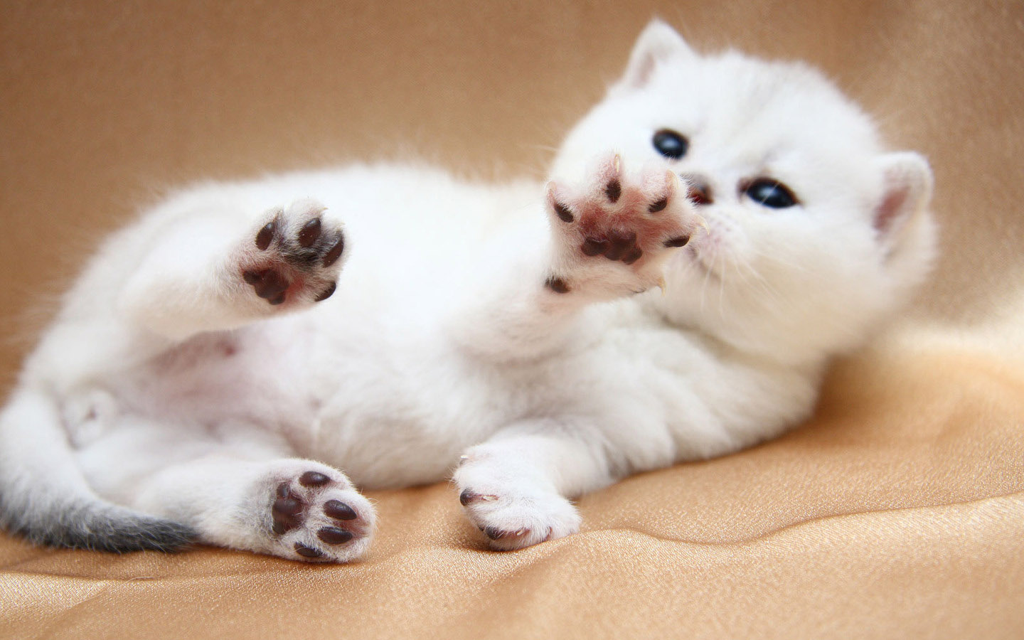 Little white cat wallpaper