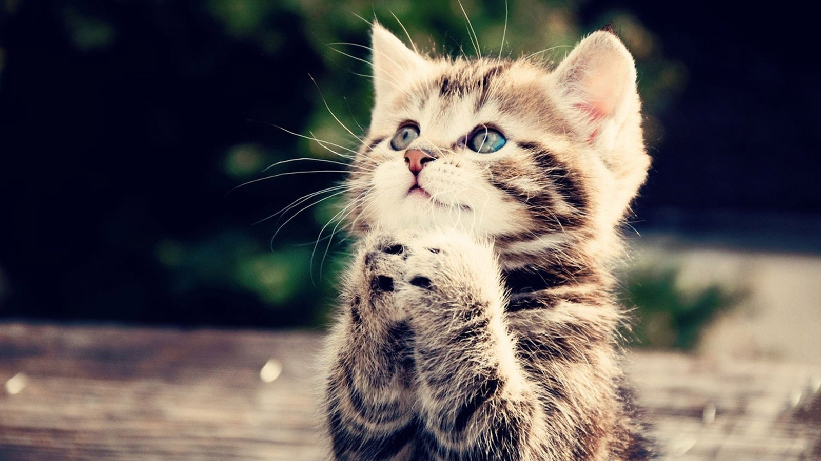 Kitten Cat Wishing Desktop Wallpaper