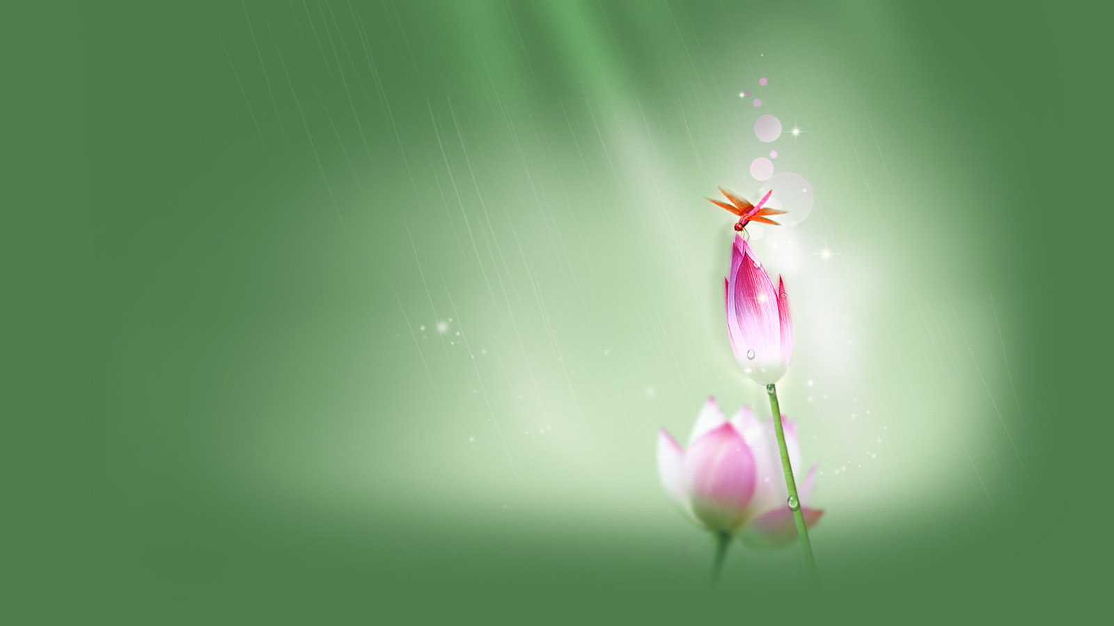 red lotus desktop wallpaper picture
