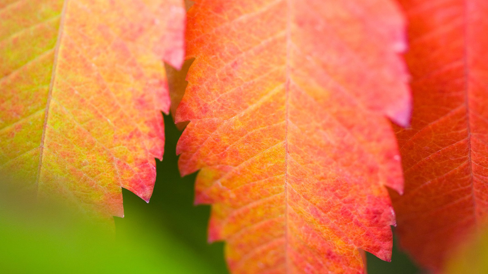 Autumn leaves desktop wallpaper