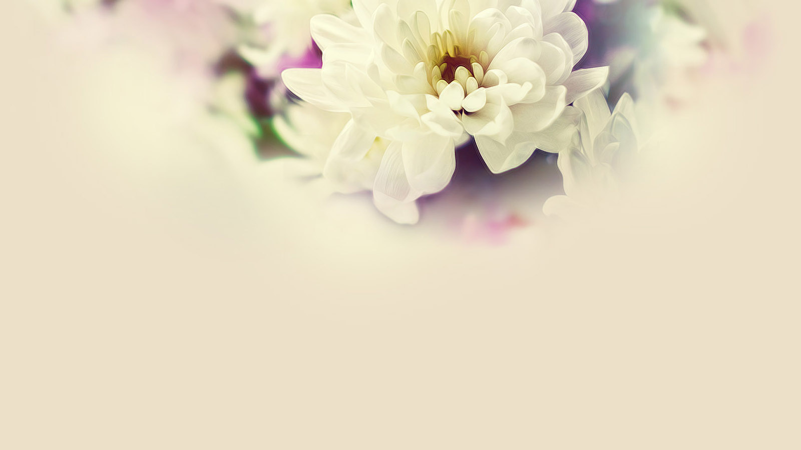 Desktop picture of the hermit flower