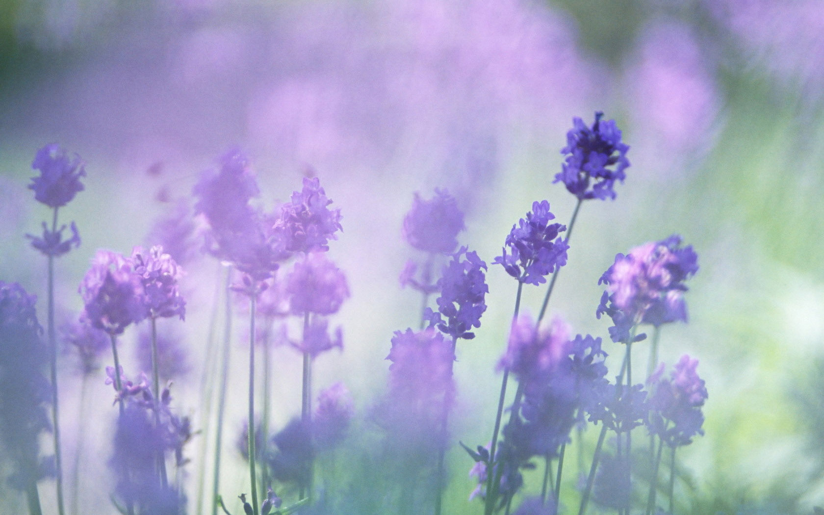 purple lavender desktop background
