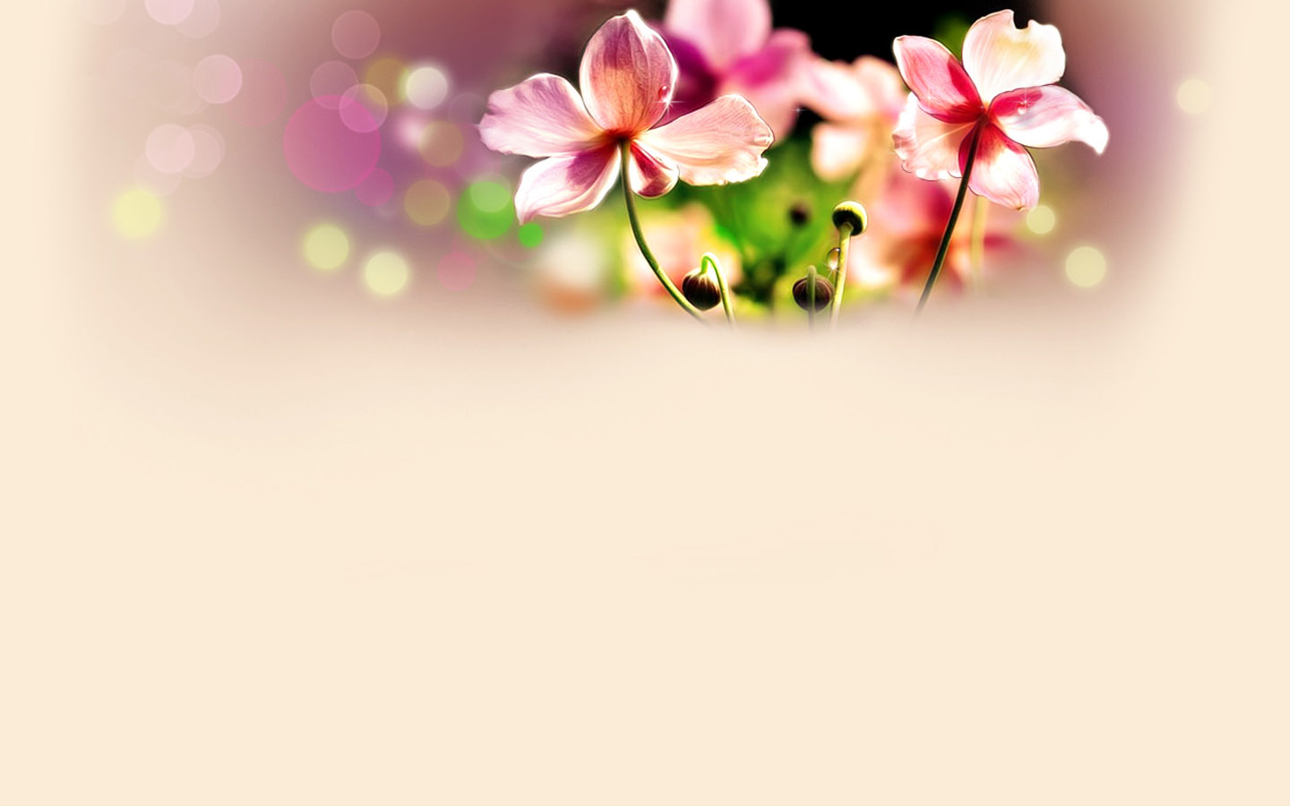 Beautiful flower background picture