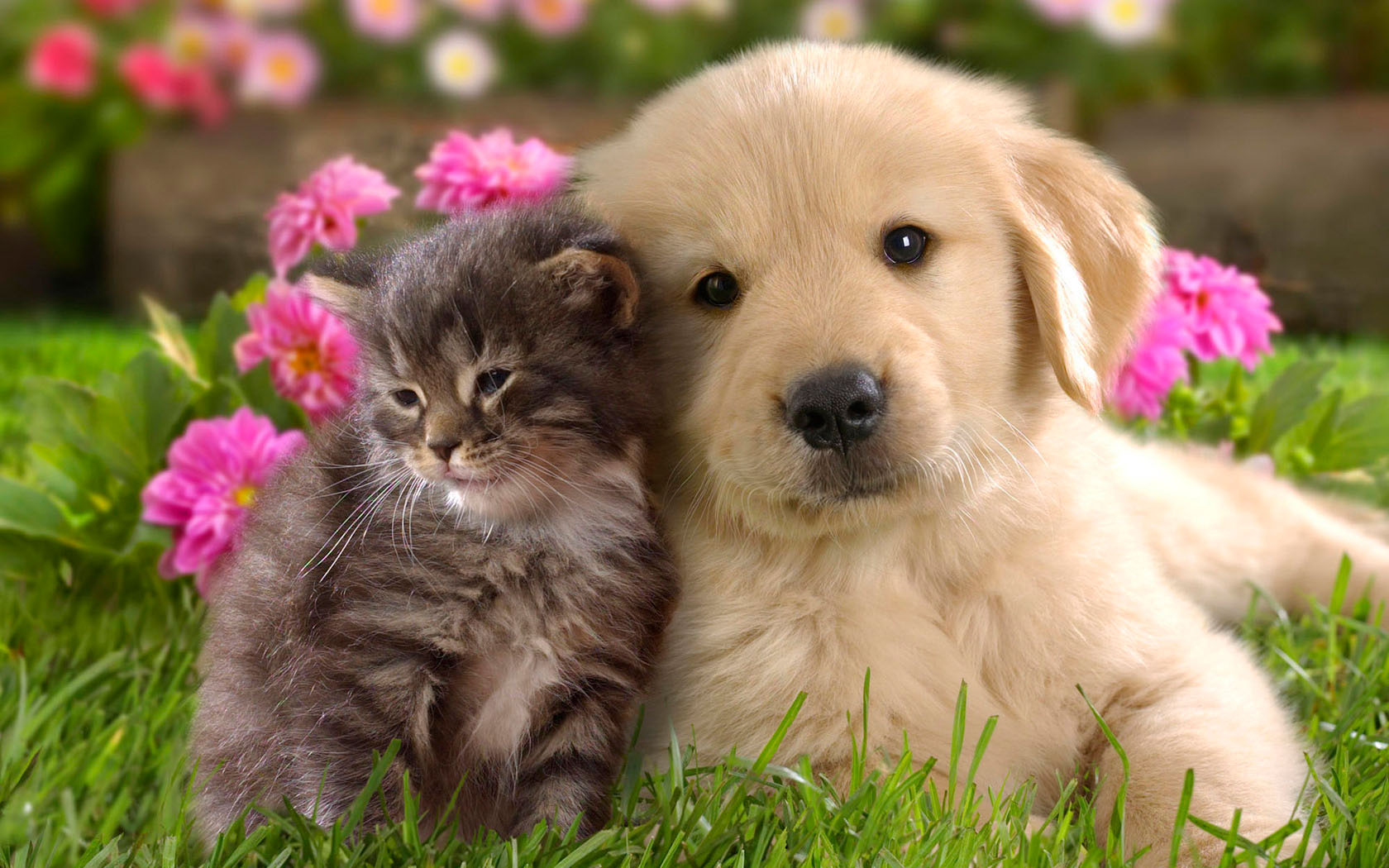 Puppy and kitten desktop background picture