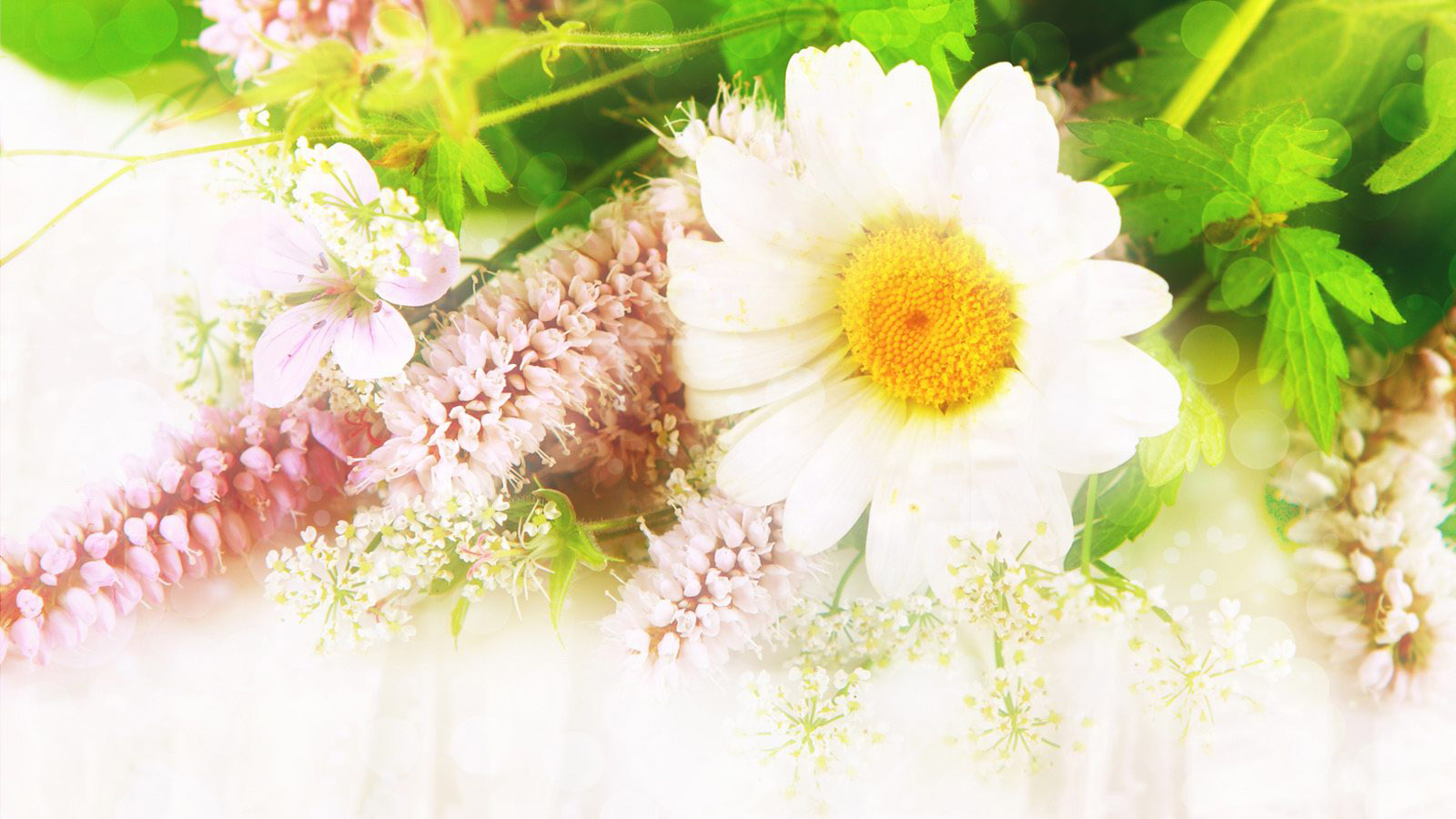 Flower Desktop Background Picture