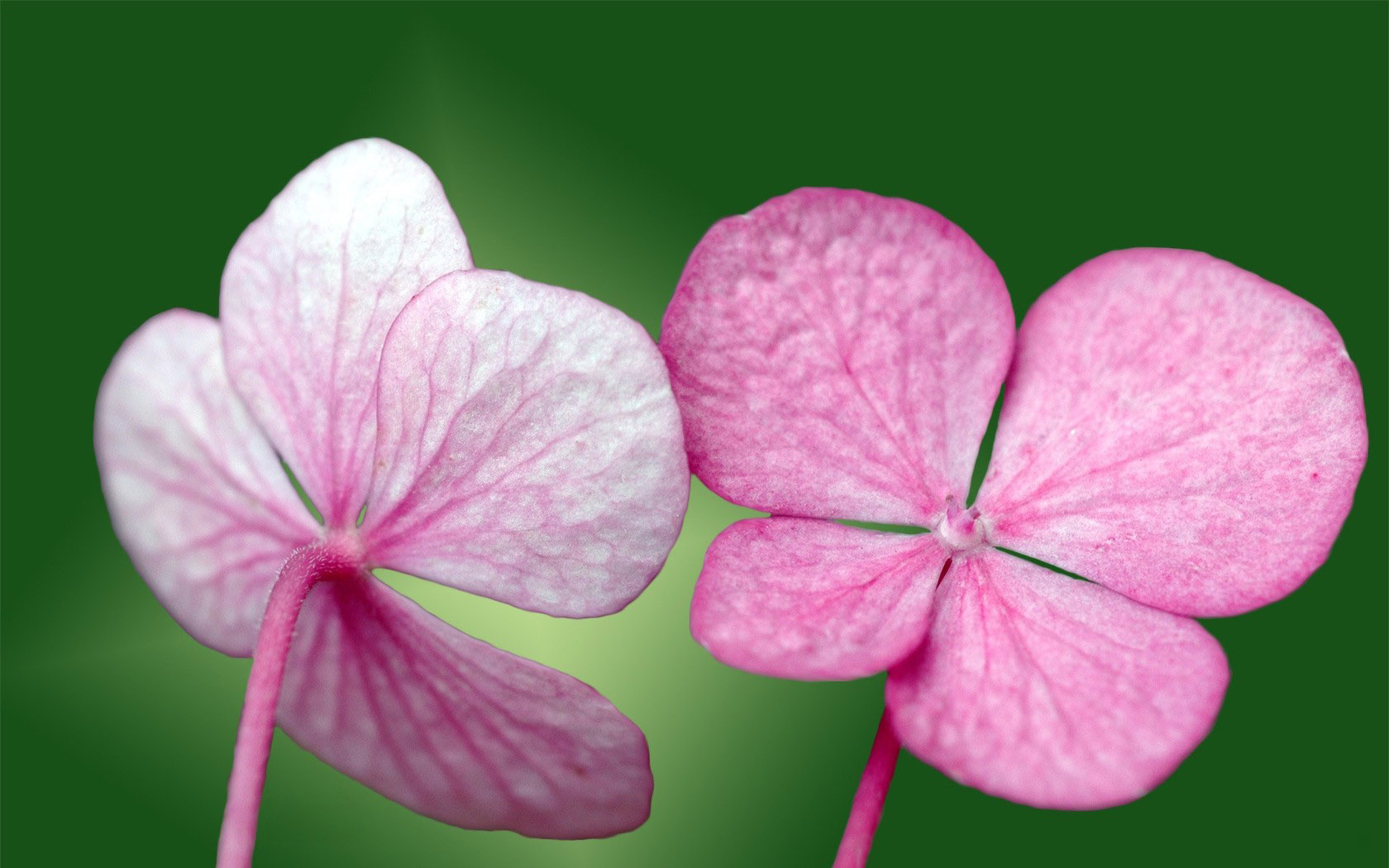 Flower Desktop Background Picture