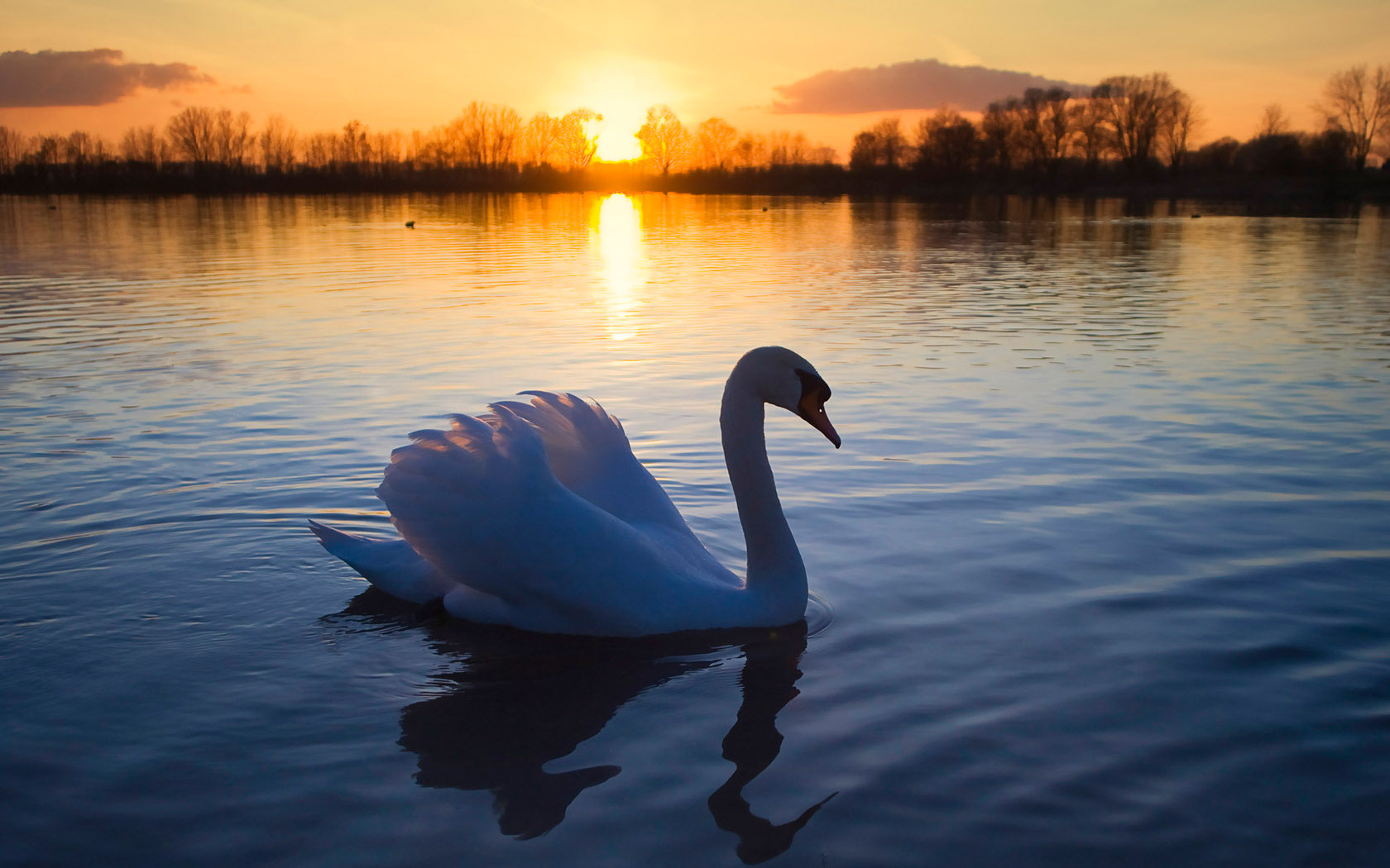 beautiful swan lake desktop picture