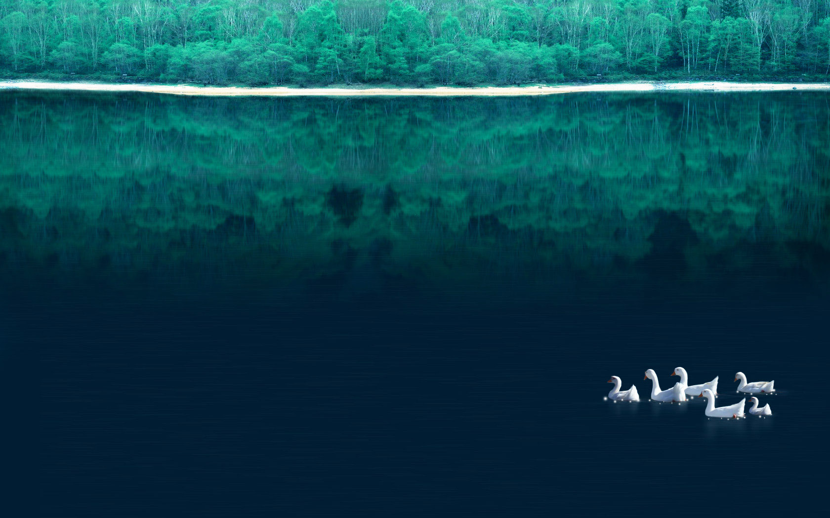 Forest reflection desktop background