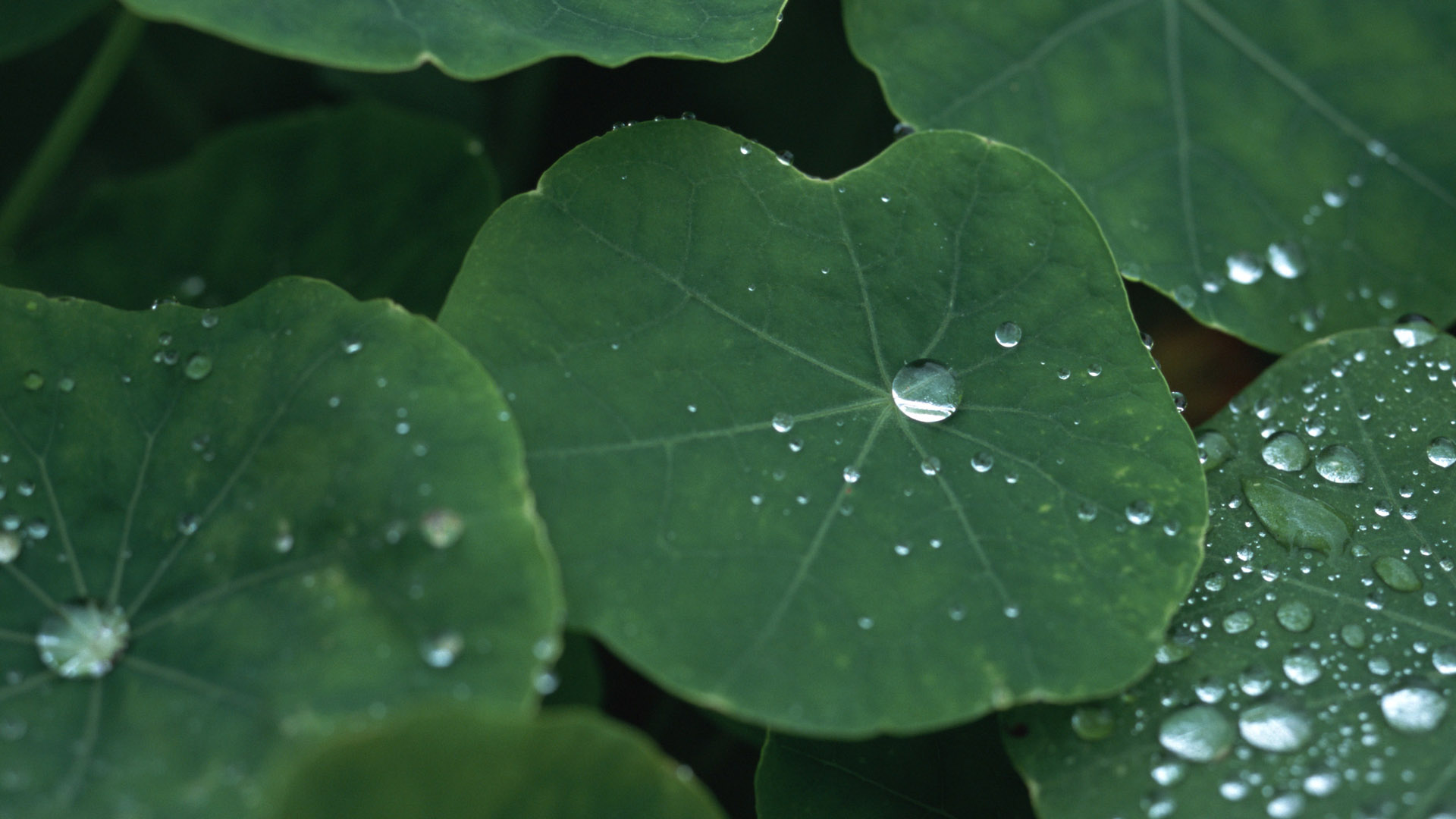 Lotus leaf water drops desktop wallpaper