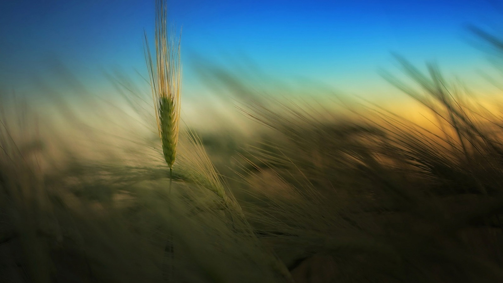 Wheat and Rice Landscape Desktop Wallpaper