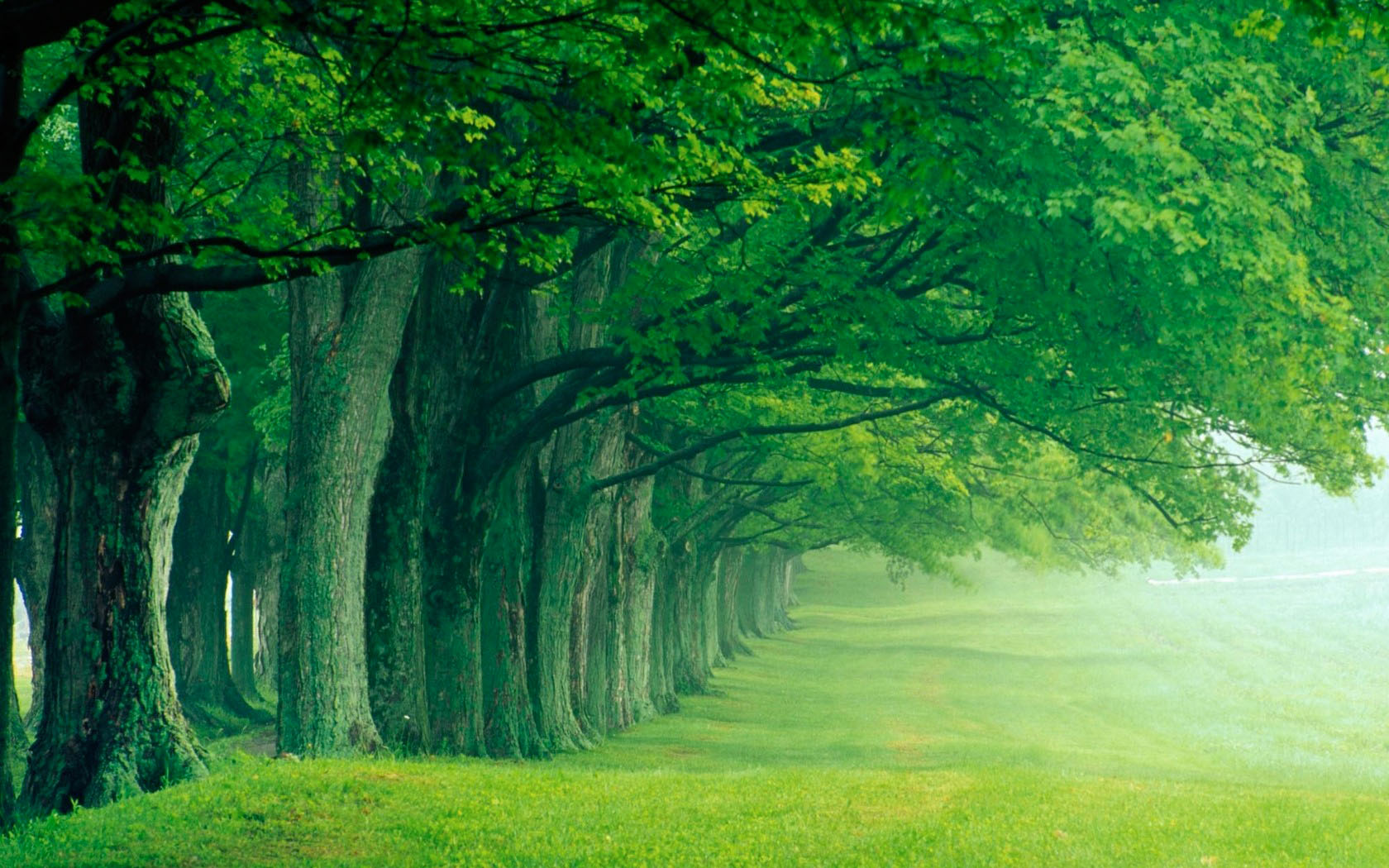 green tree scenery desktop wallpaper