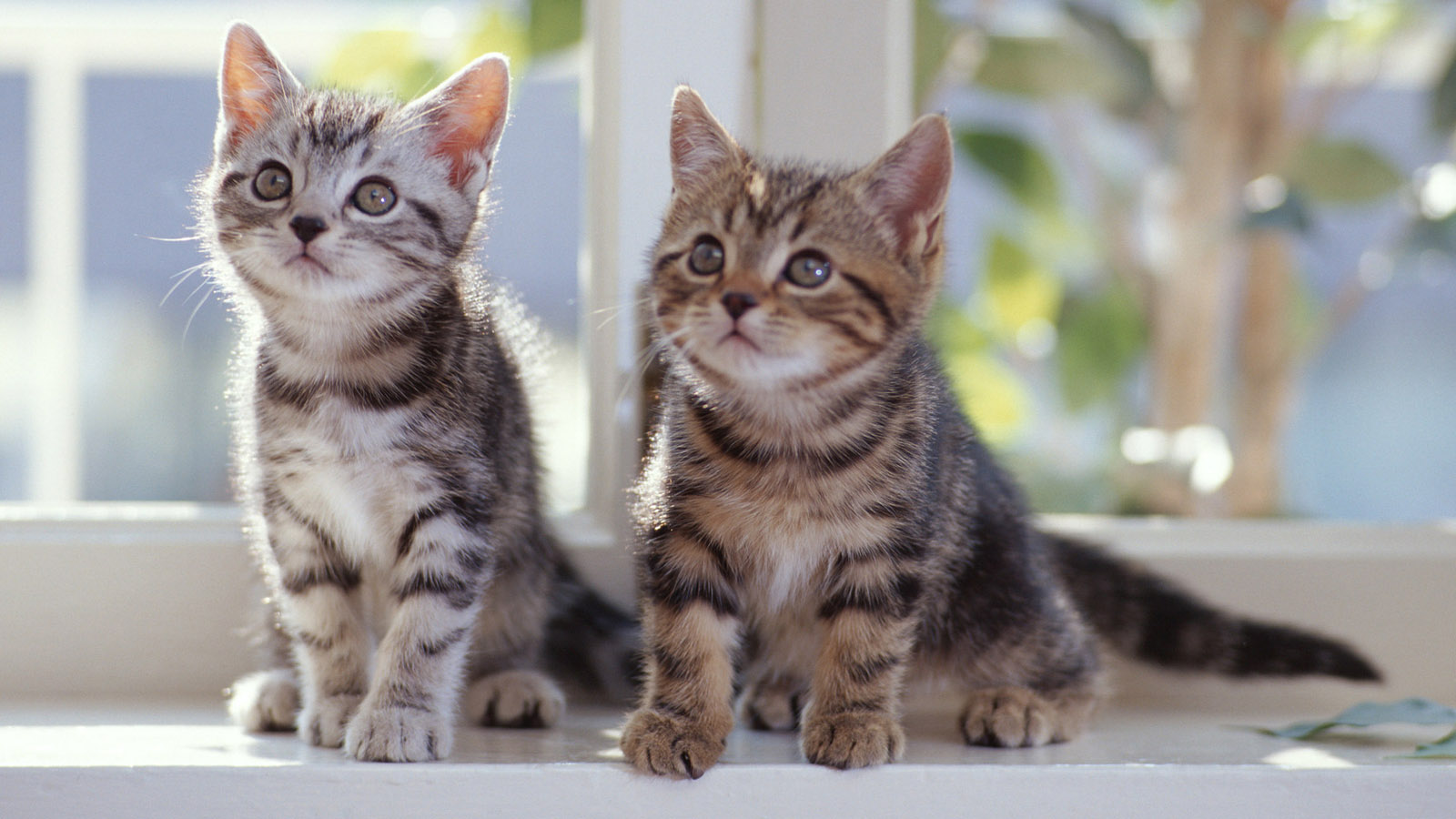 two kittens wallpaper pictures