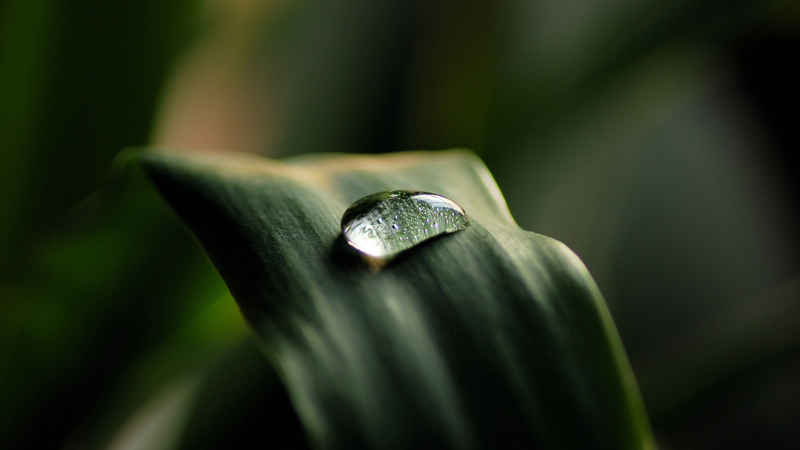 High definition green leaf water drop wallpaper