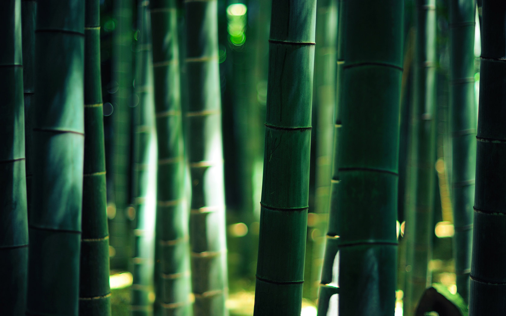 Bamboo computer desktop wallpaper