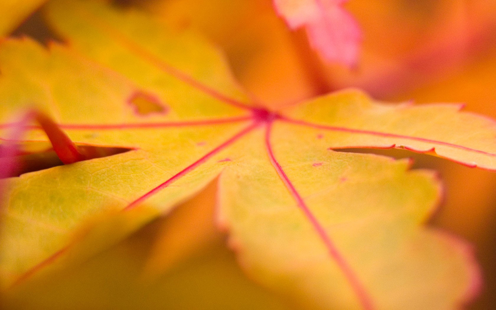 Autumn yellow leaves wallpaper