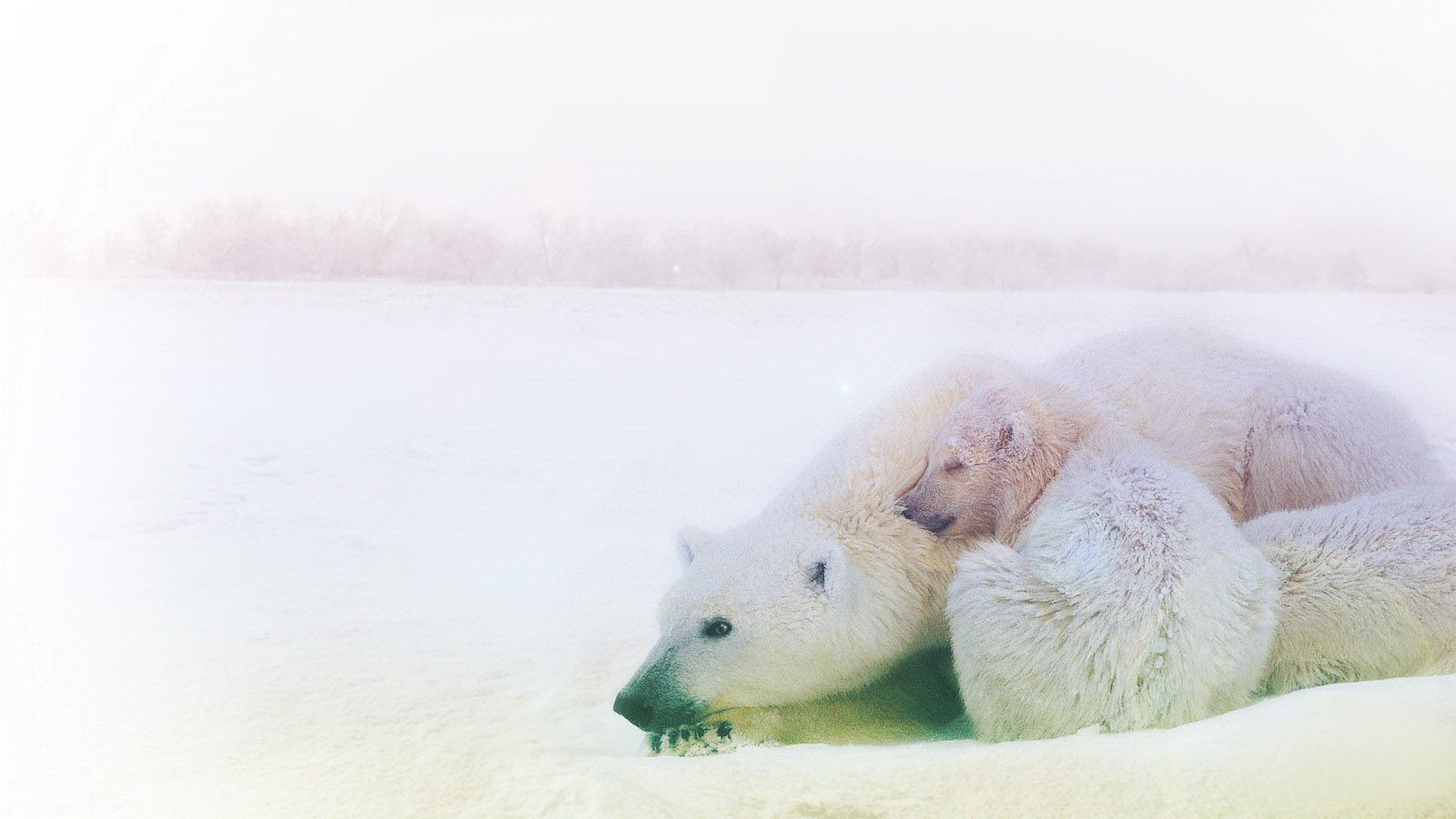 Happy Polar Bear Desktop Wallpaper