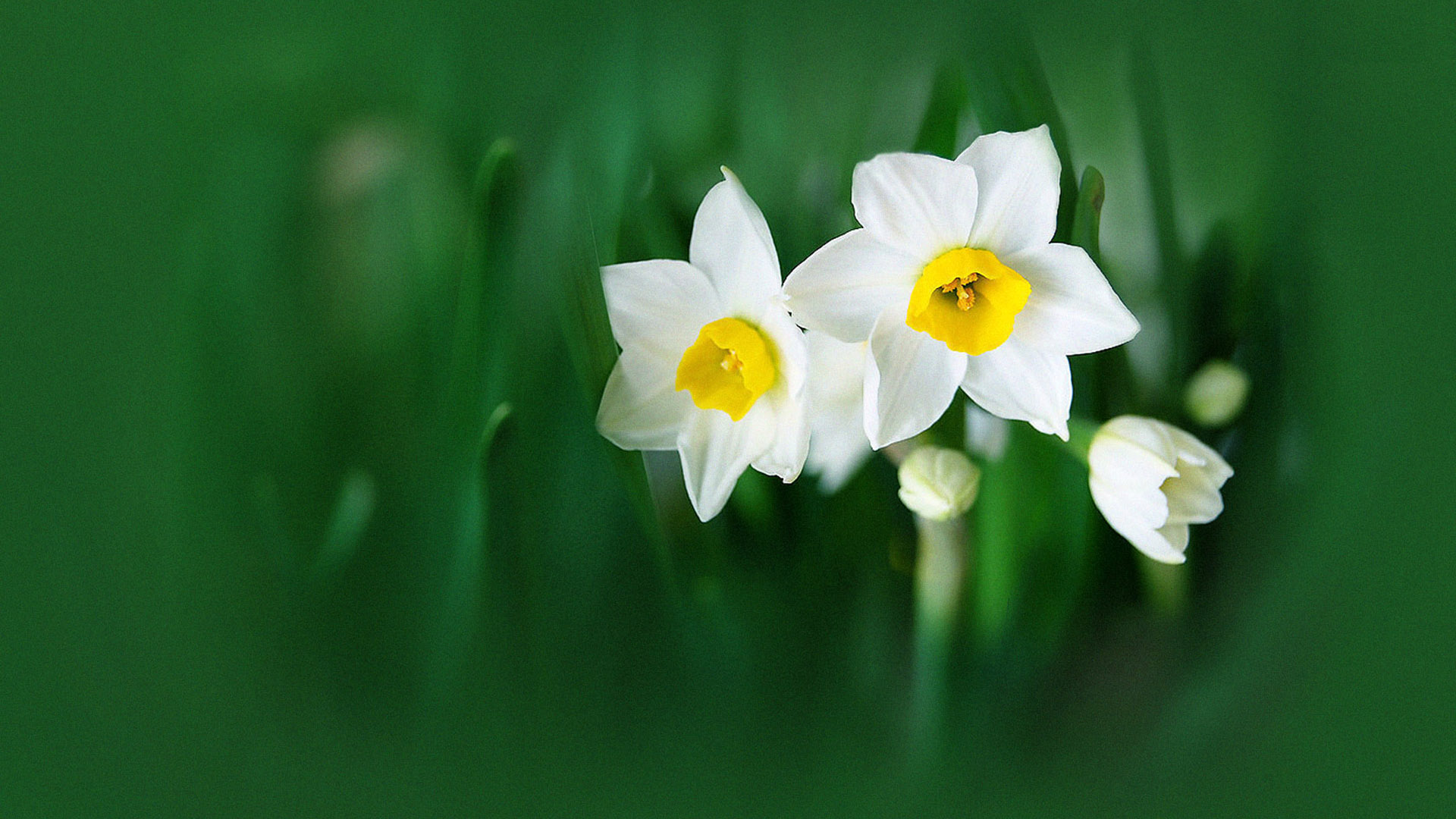 Green Living Spring Blossoms Desktop Wallpaper