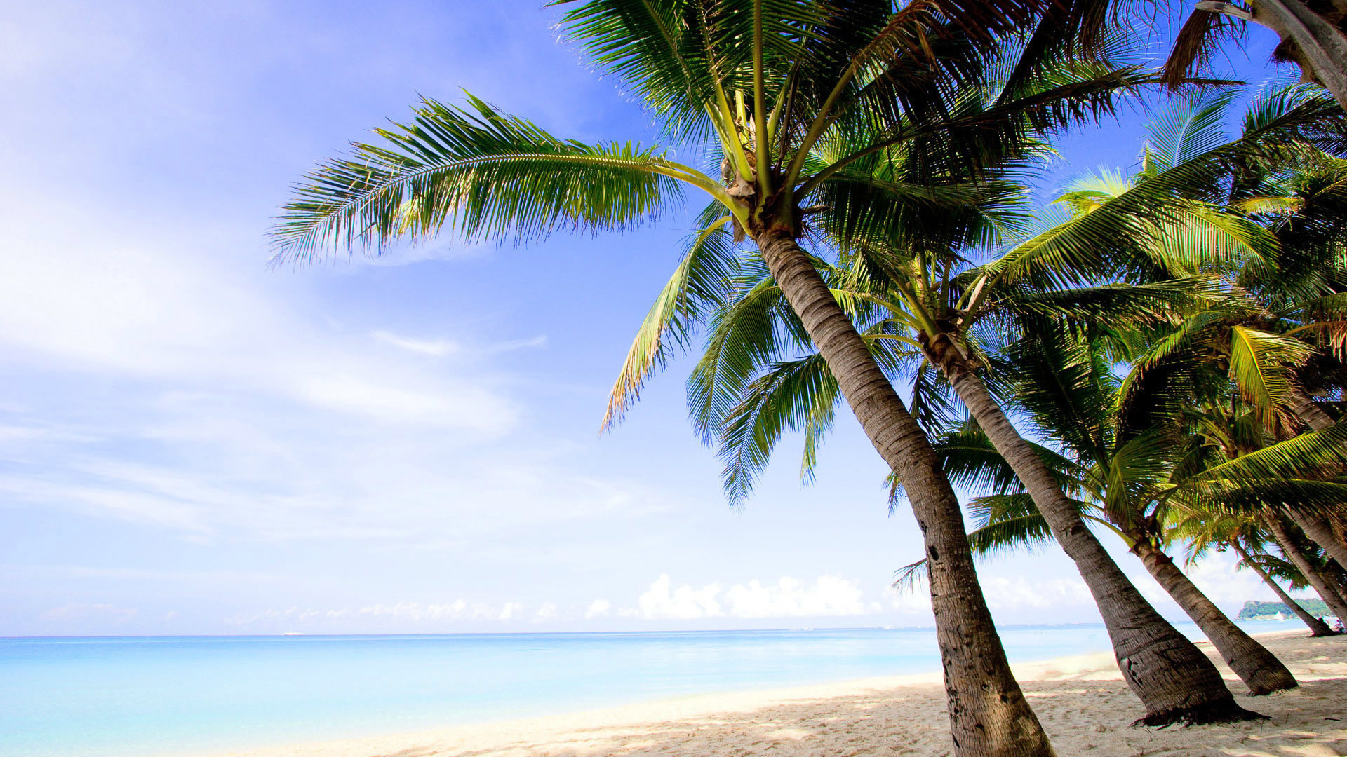 Seaside Beach Coconut Tree Landscape Desktop Wallpaper