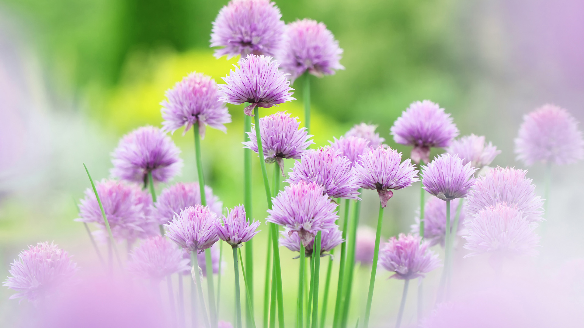 Natural beautiful pink flower desktop wallpaper