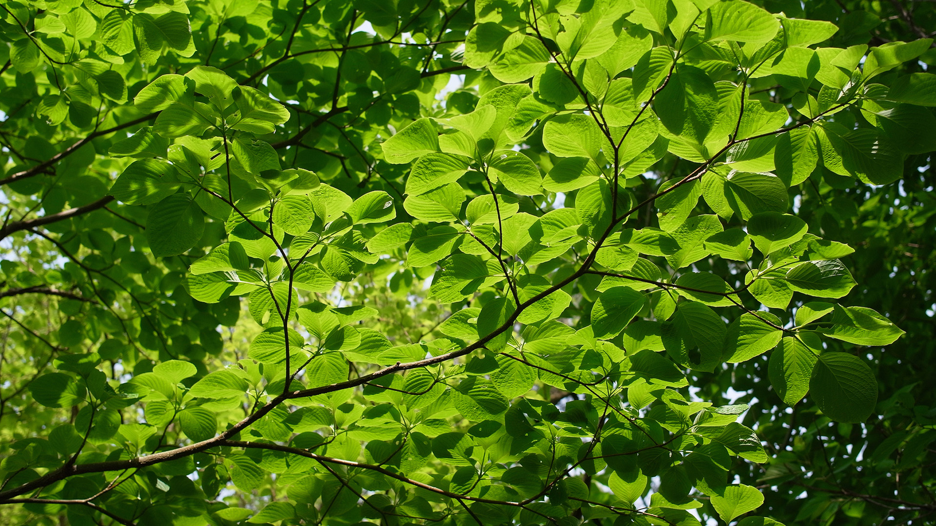 Branches and leaves that protect eyes summer computer desktop wallpaper