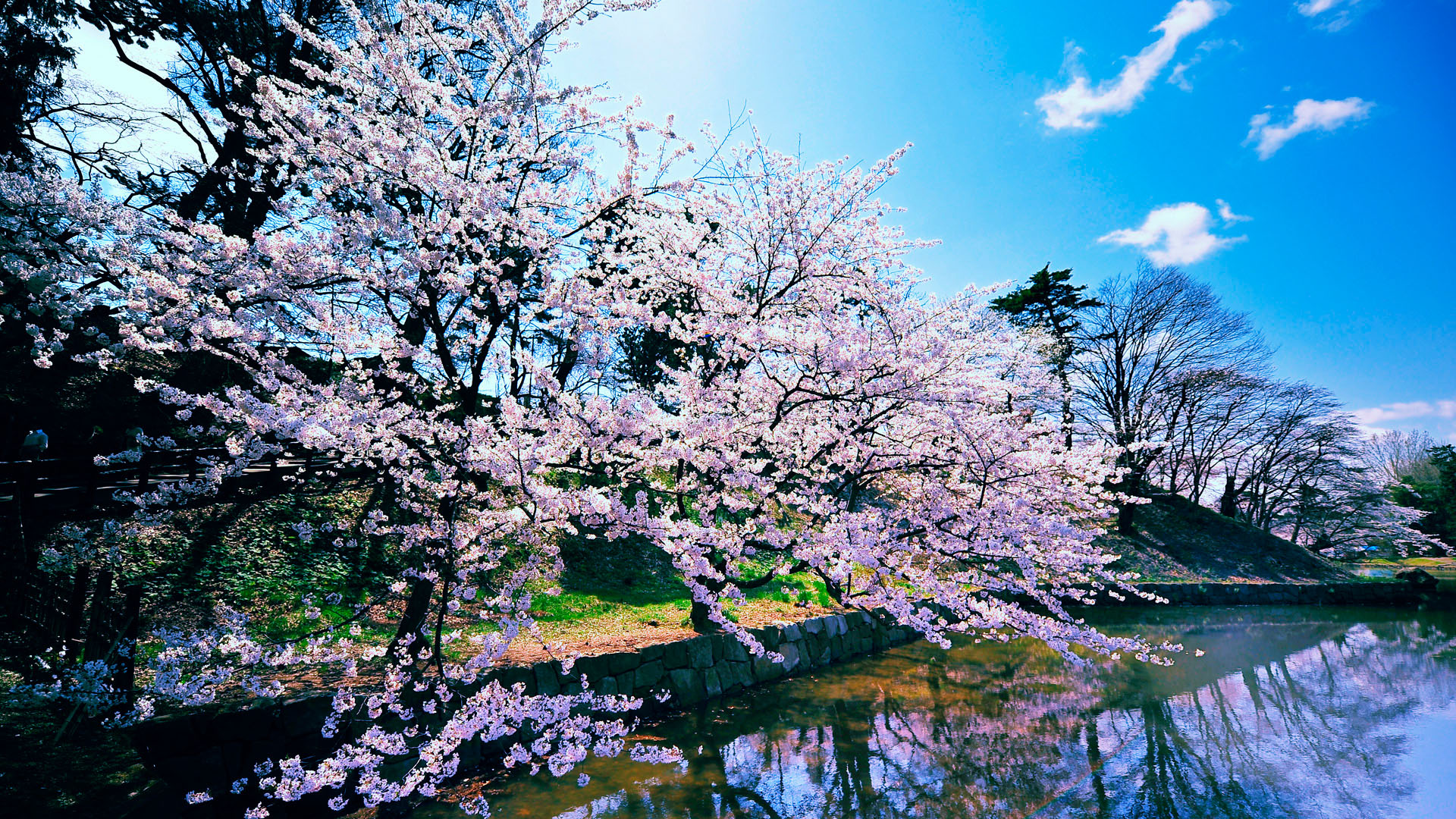Japanese cherry blossom desktop background