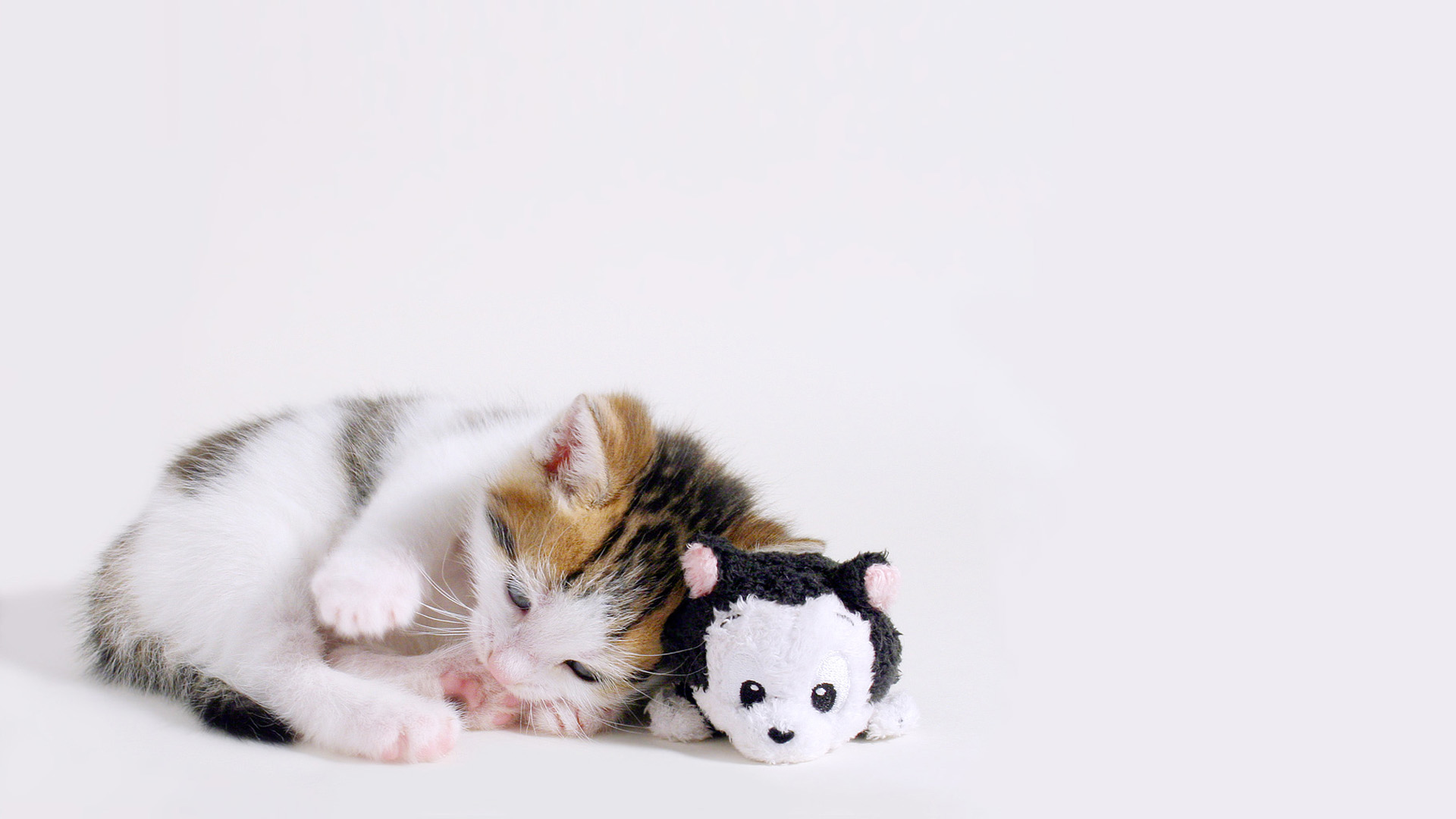 Cute super cute kitten desktop wallpaper