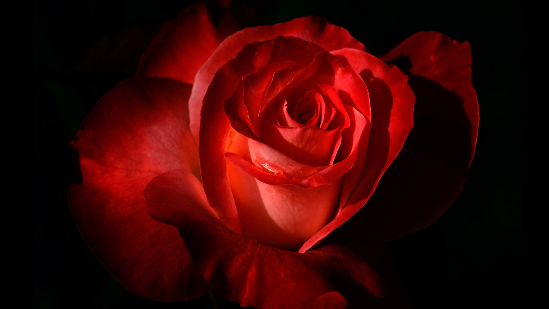 Crimson Rose Desktop Wallpaper