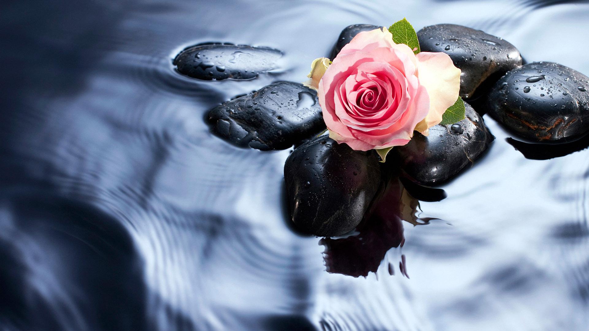 beautiful rose desktop wallpaper in water