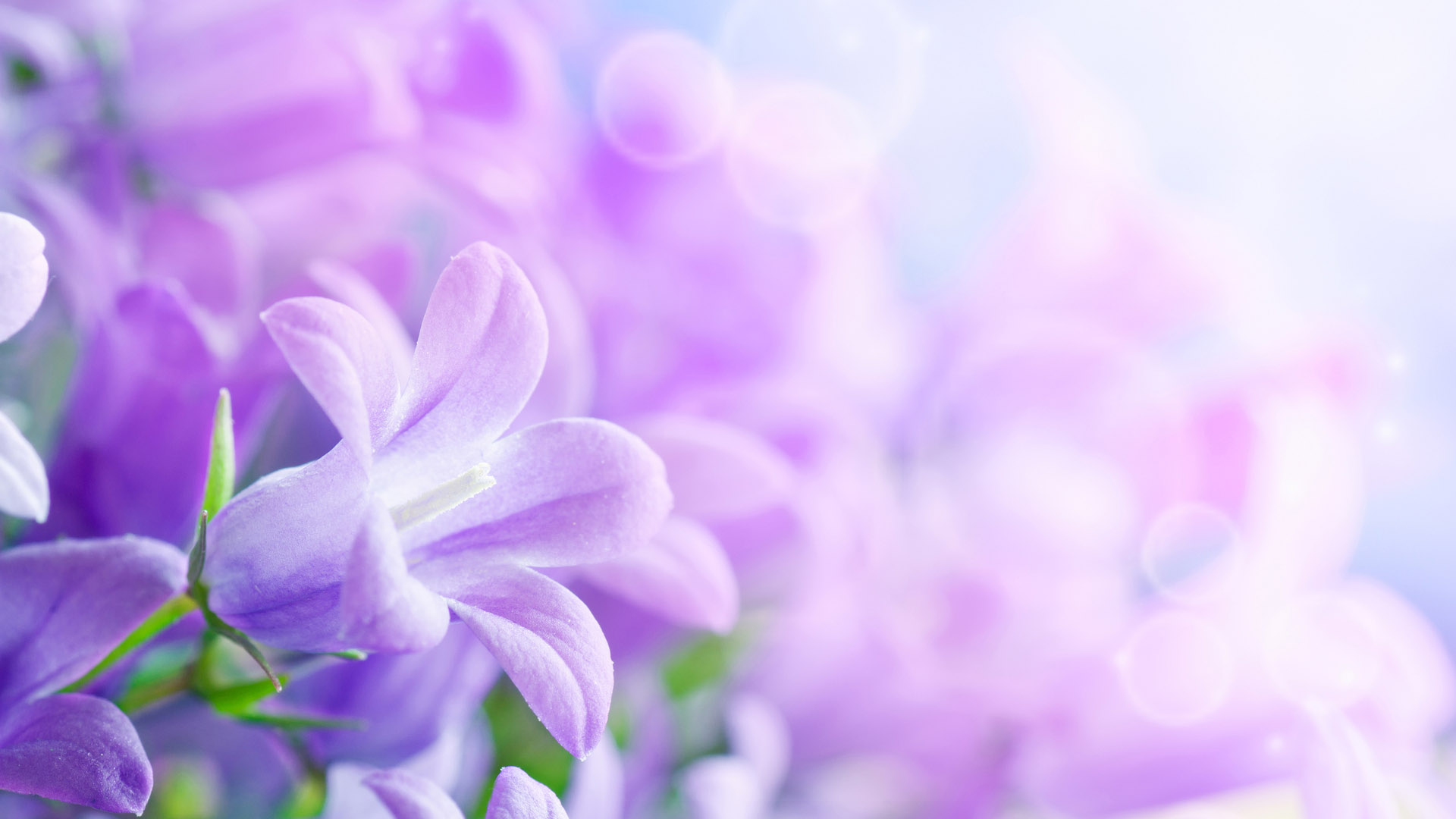 lavender flower desktop wallpaper
