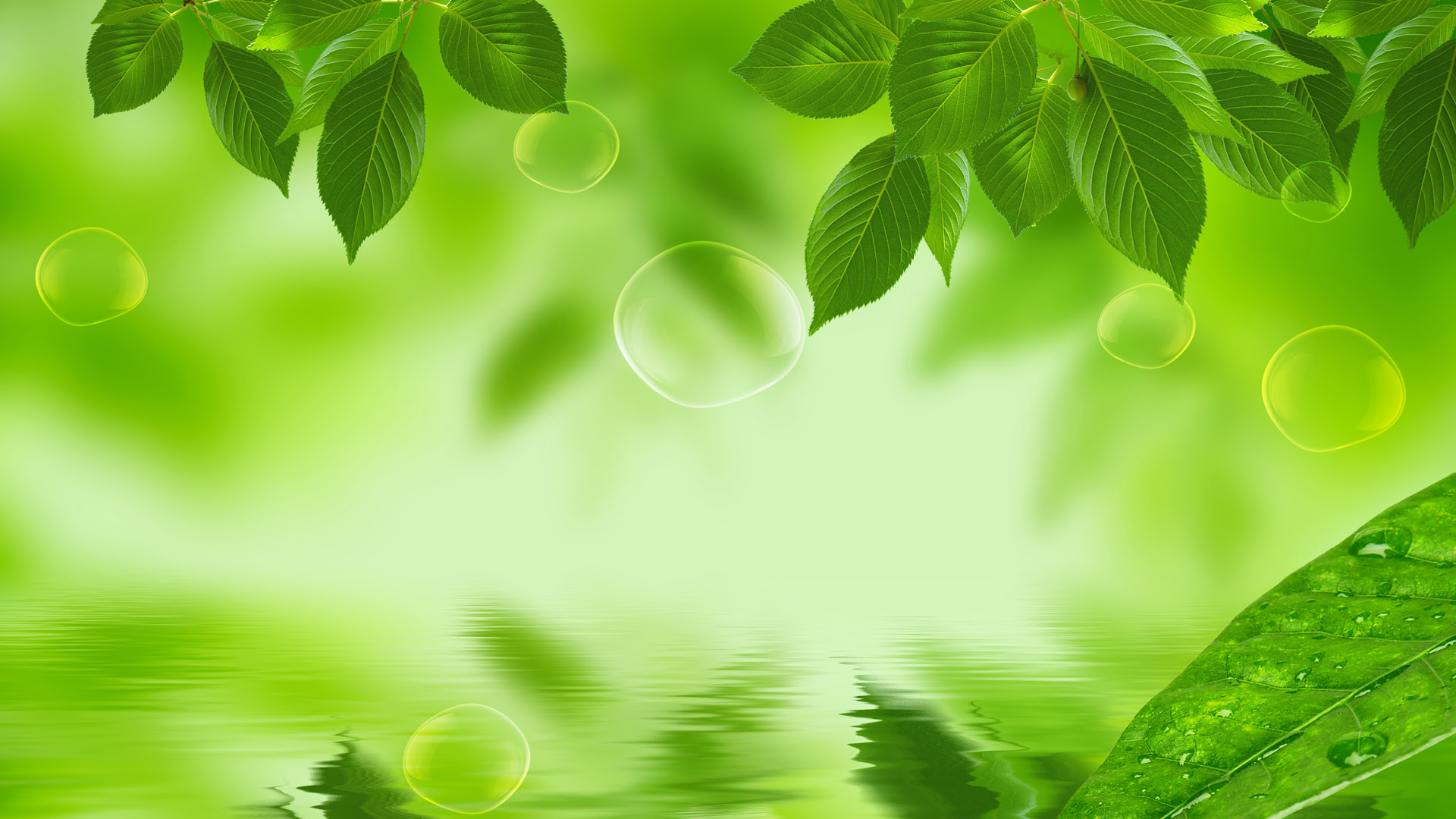 Fresh and natural green leaves desktop wallpaper