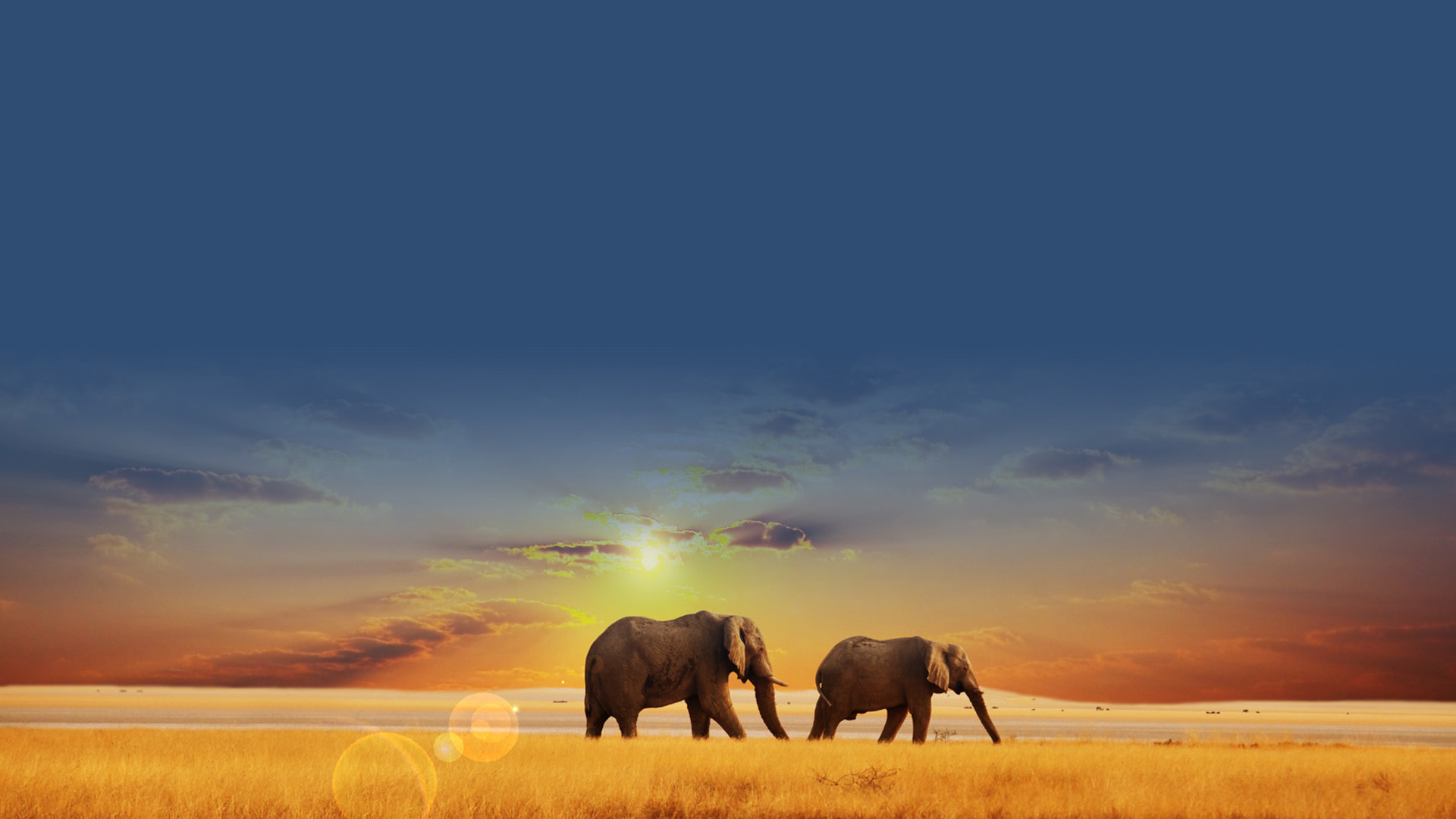 elephant desktop wallpaper