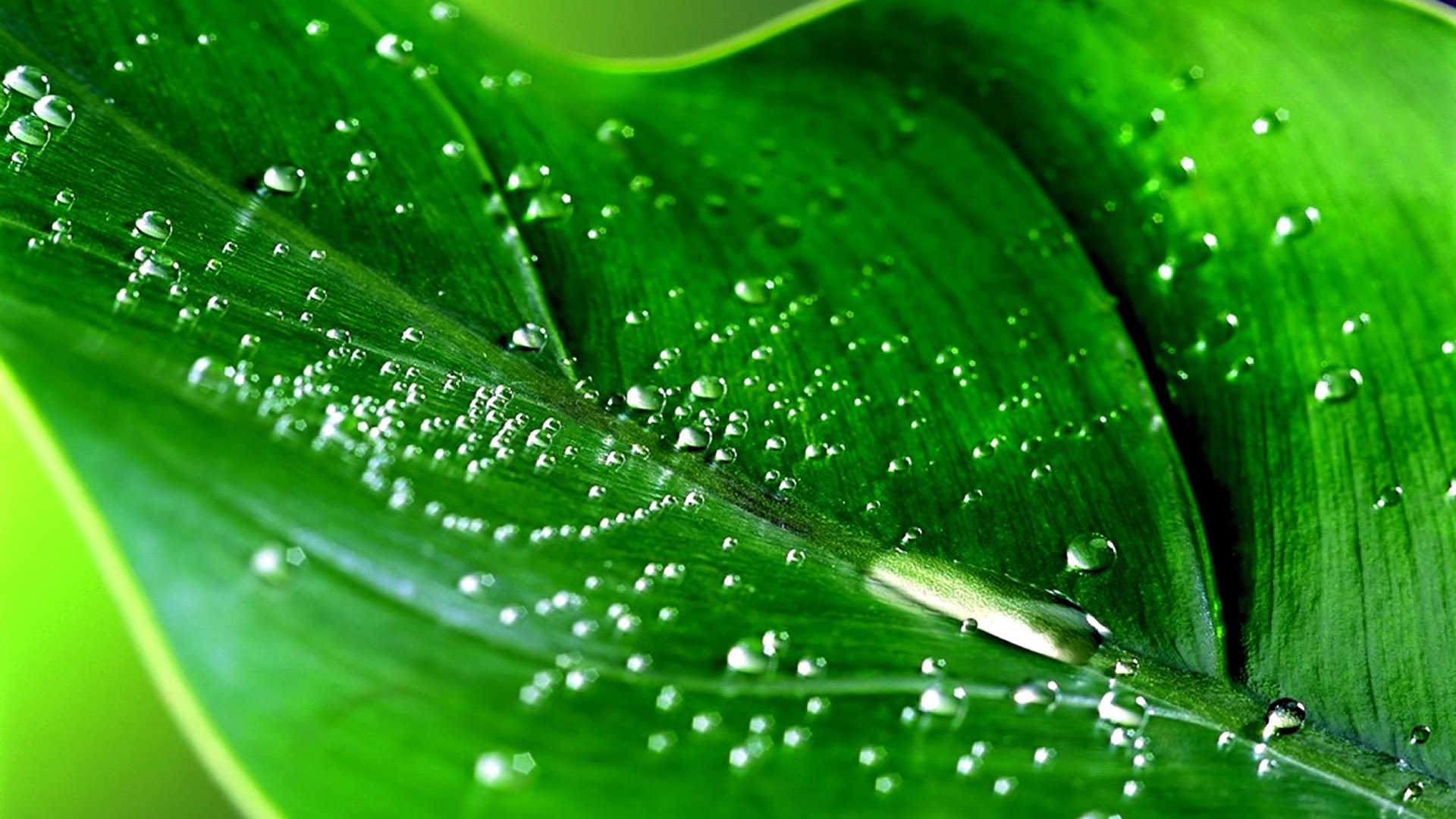 Green Leaf Waterdrop Computer Desktop Wallpaper