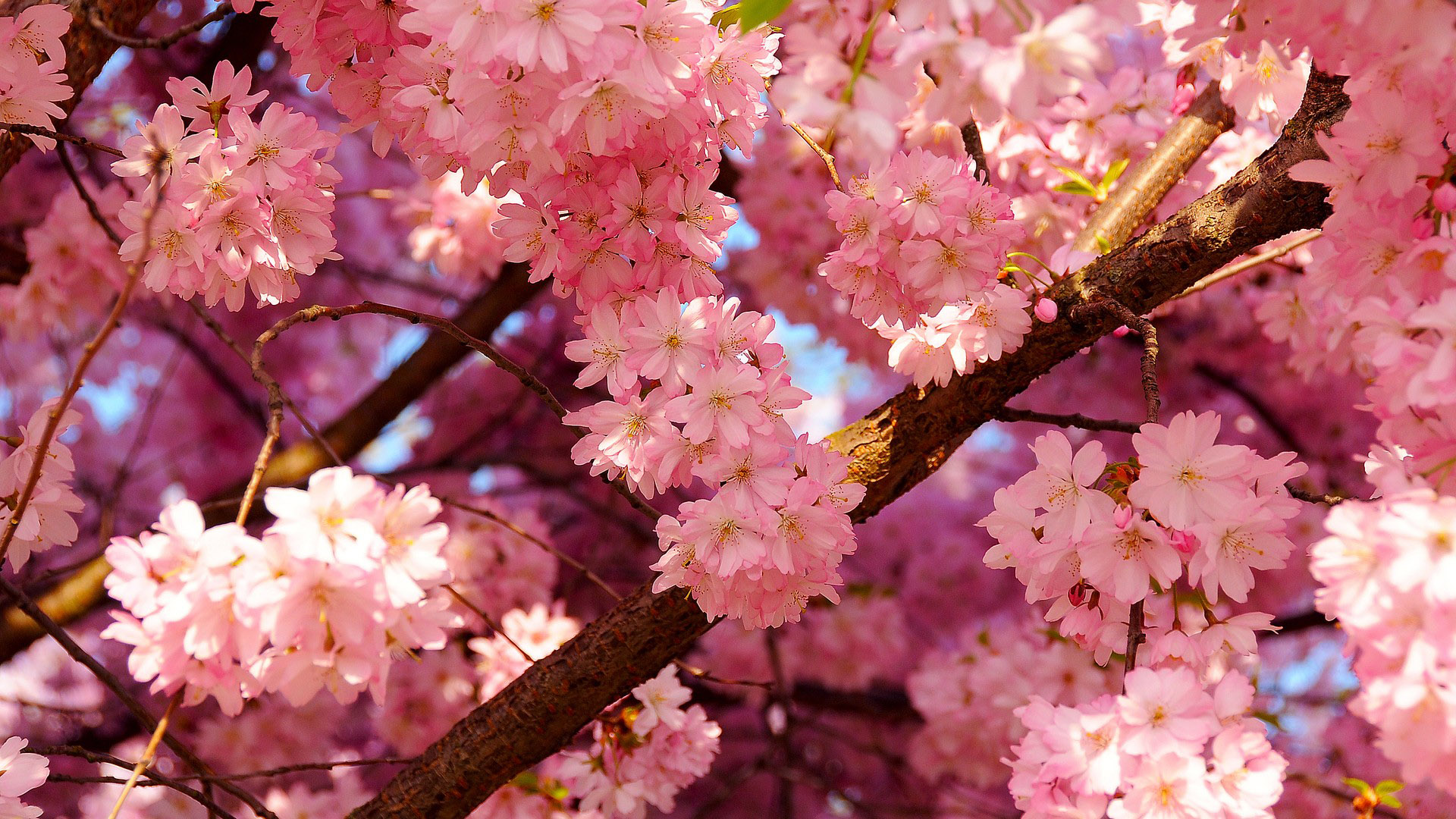 Nice pink cherry blossom desktop wallpaper
