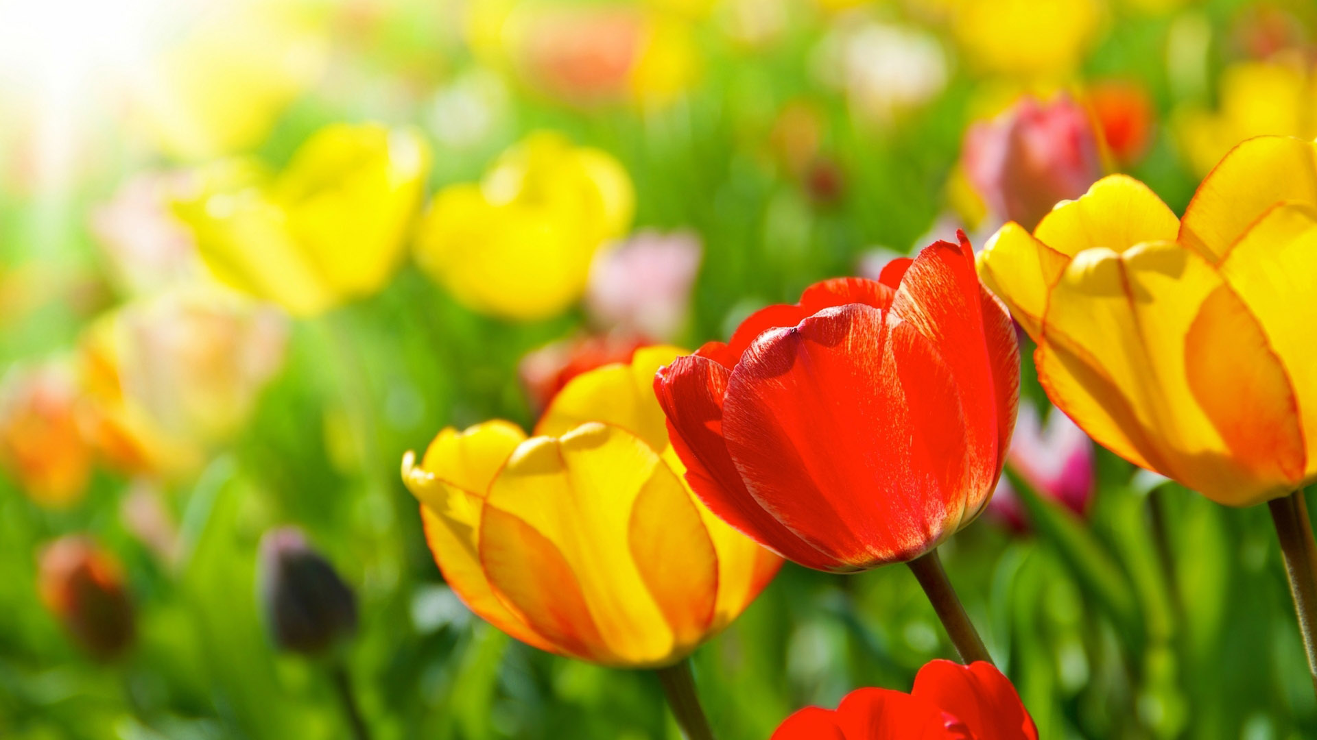 Desktop pictures of tulips in the wild