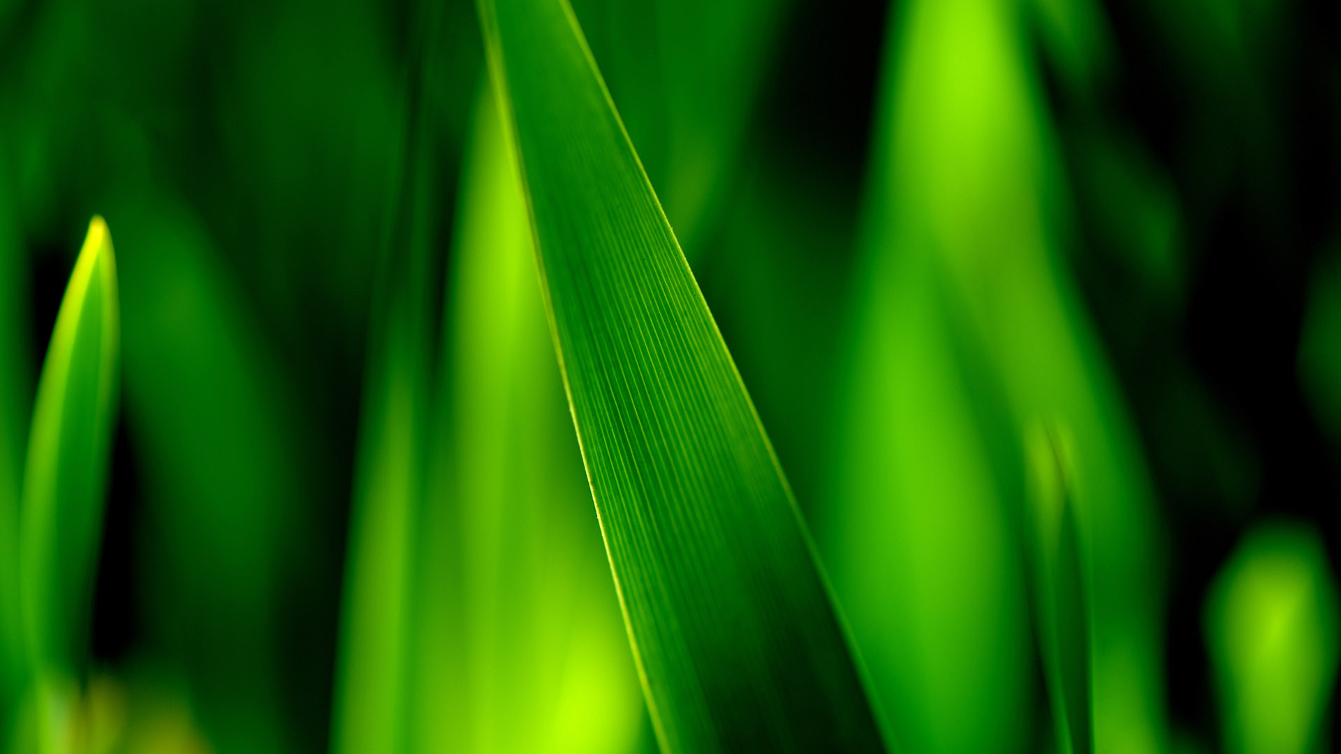 Widescreen Green Plant Computer Desktop