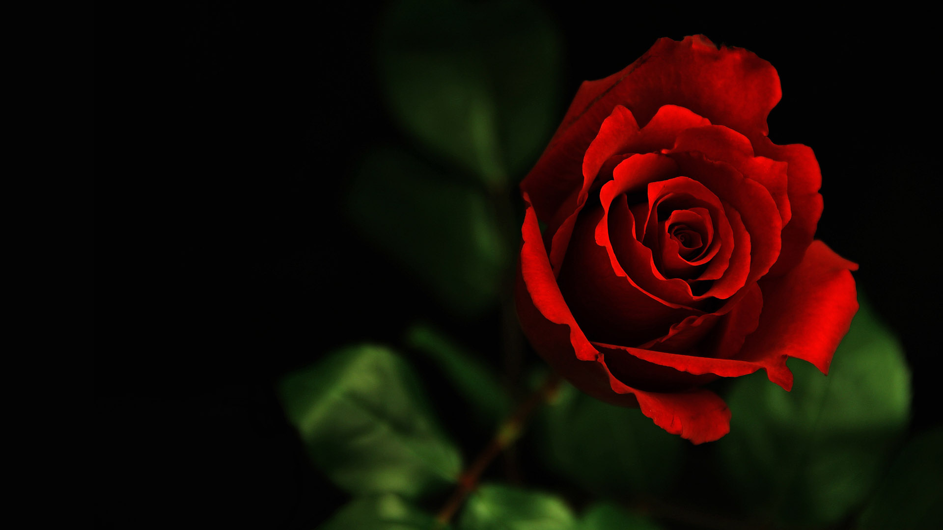 A bouquet of roses desktop wallpaper