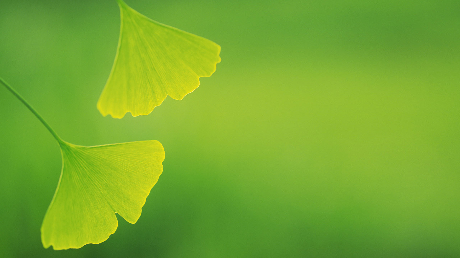 Green leaves improve eyesight desktop wallpaper