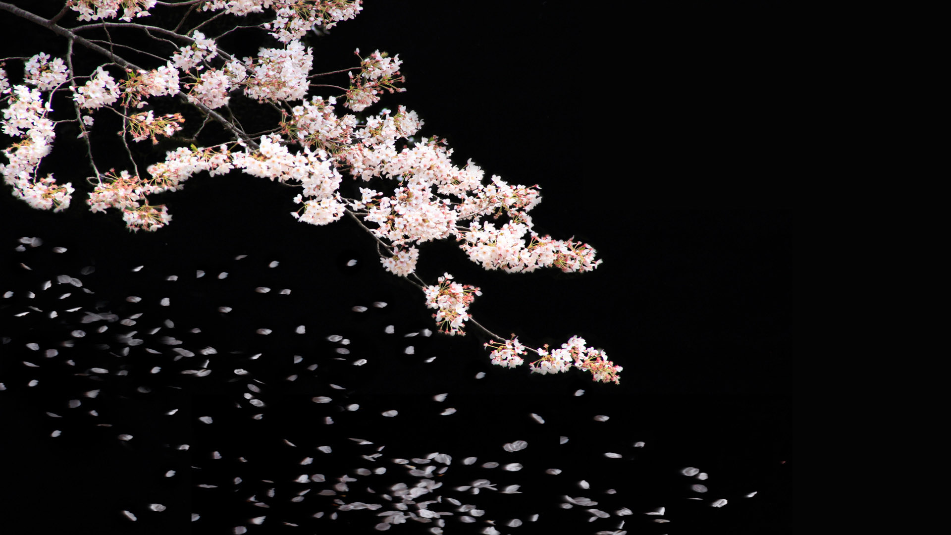 Sakura Landscape Desktop Wallpaper