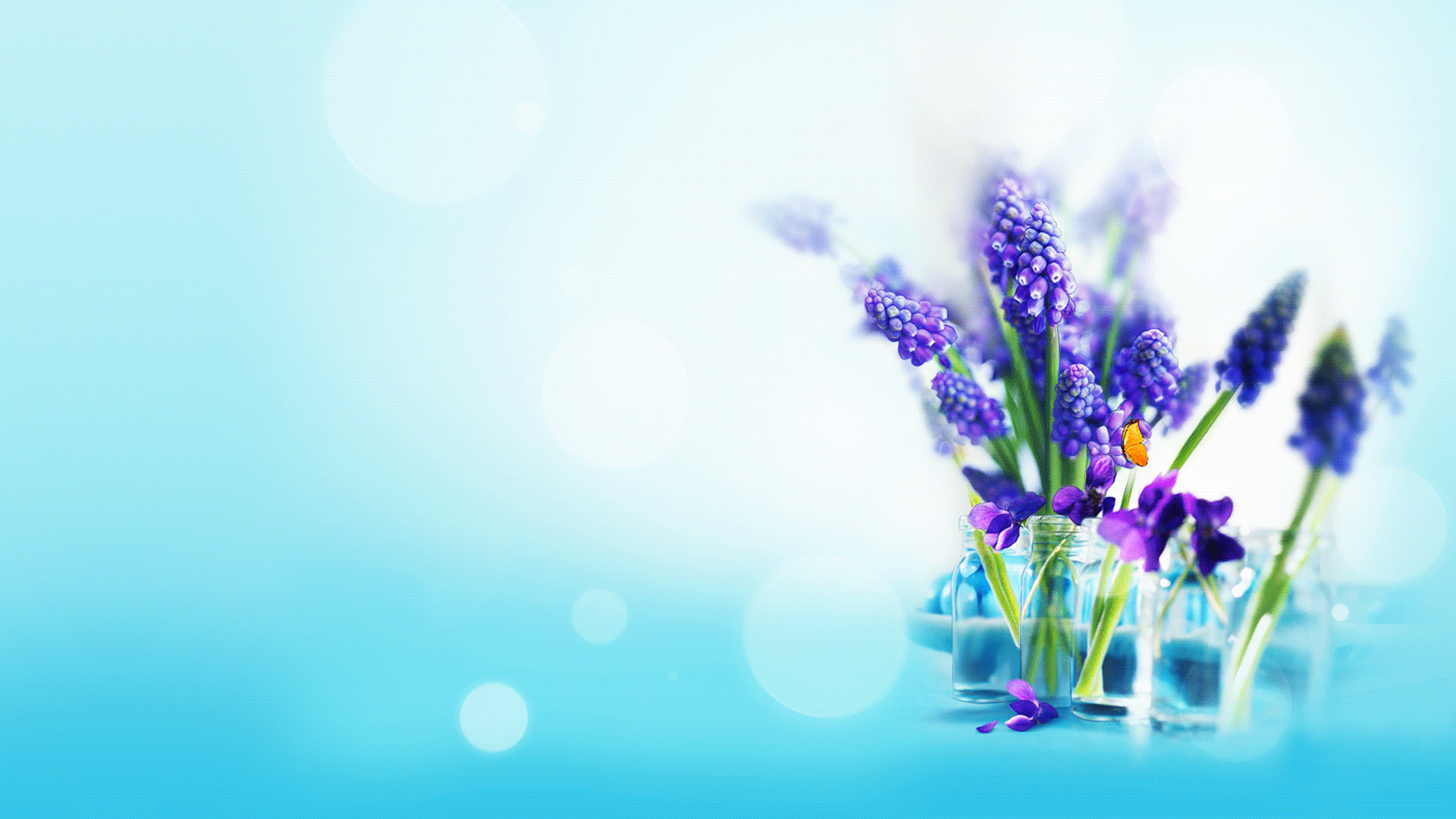 beautiful lavender picture desktop
