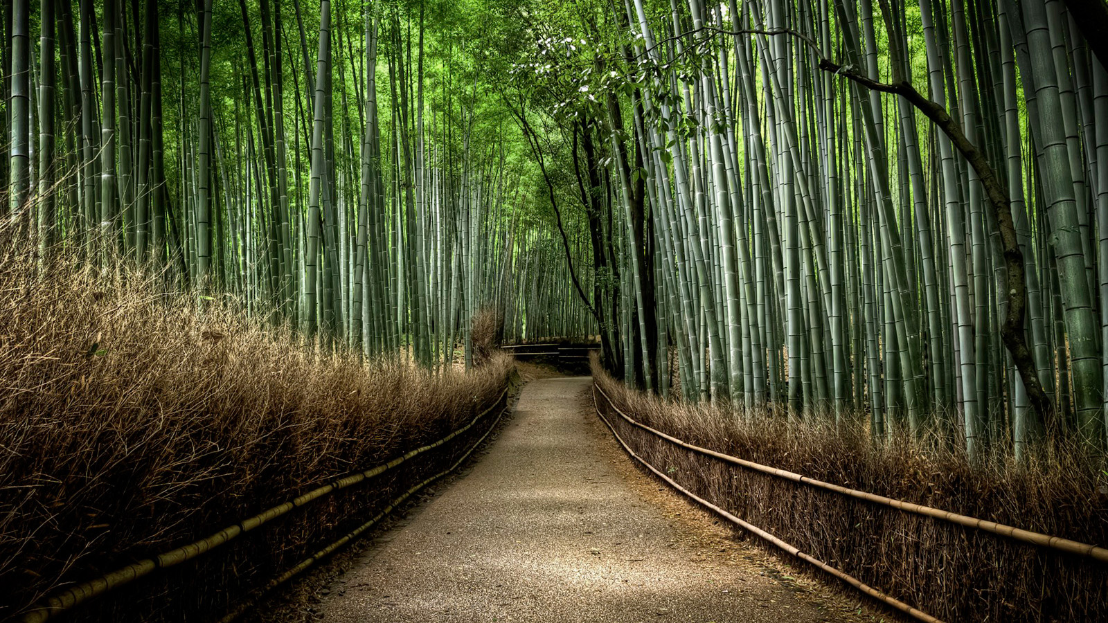 Bamboo Forest Path Desktop Wallpaper