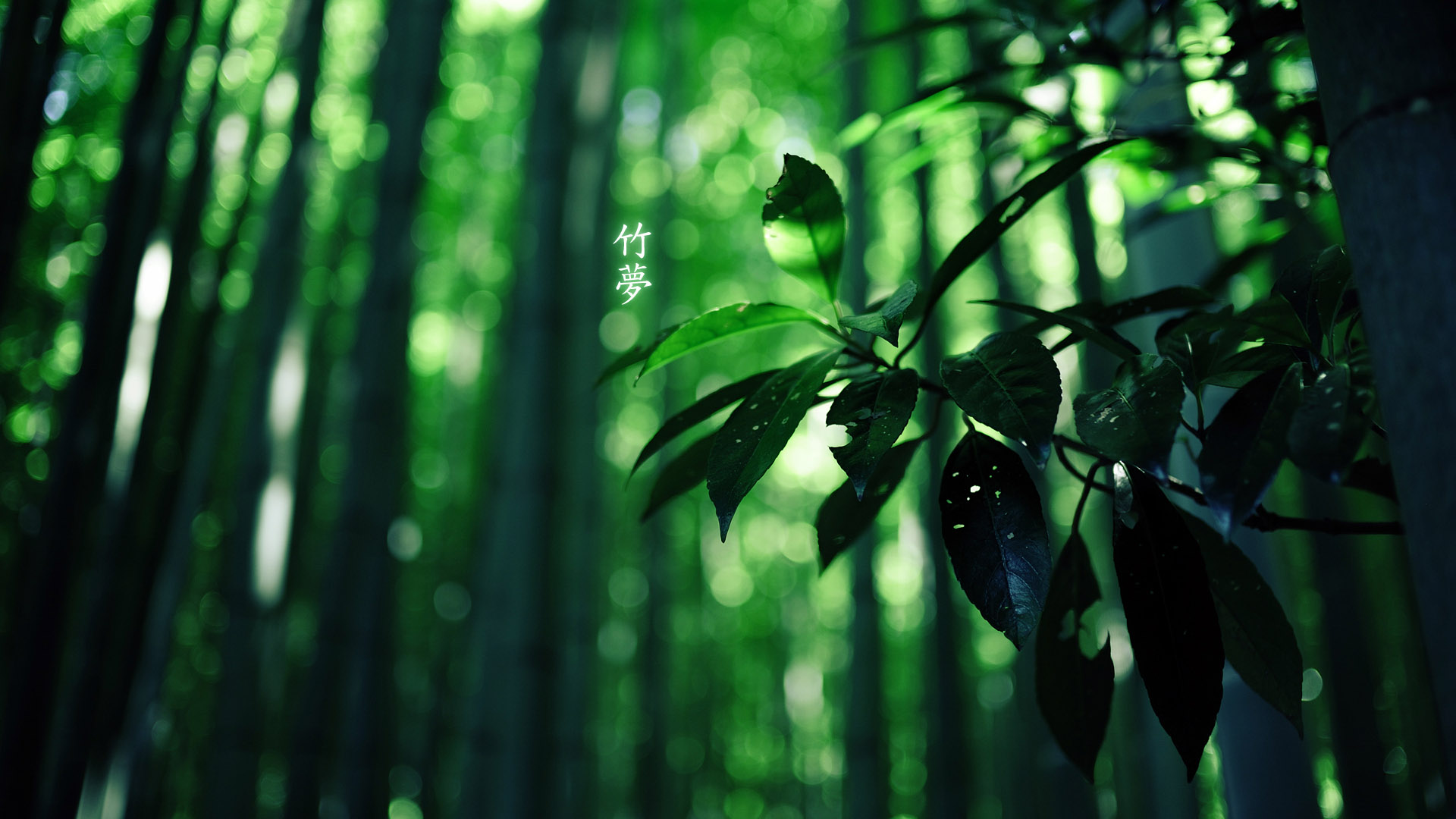 Bamboo Dream Desktop Wallpaper