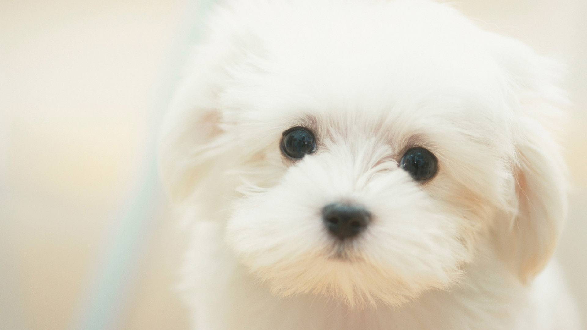 Cute little white dog desktop picture