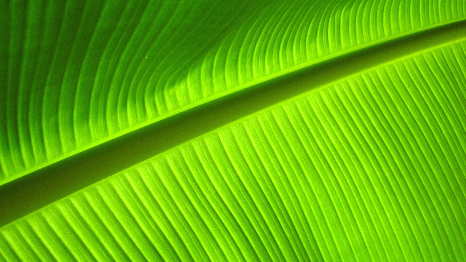 Banana leaf desktop background