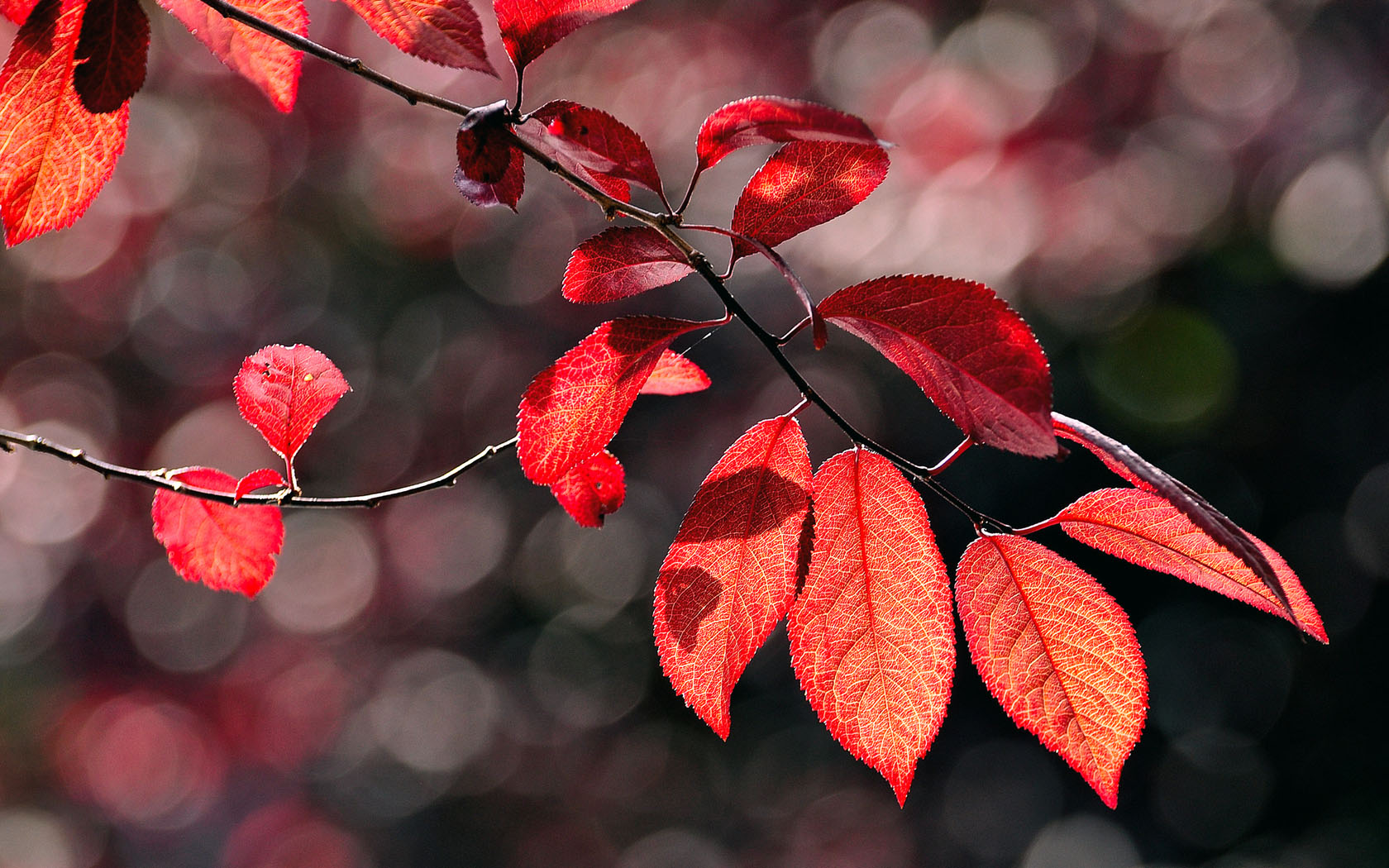 Autumn red leaves picture desktop wallpaper