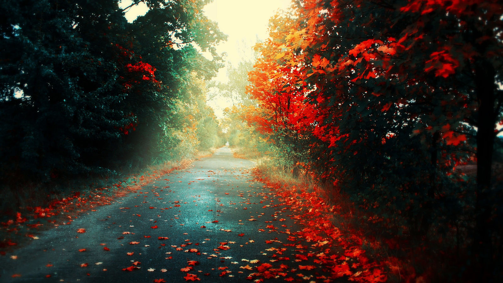 Autumn leaves scenery desktop wallpaper