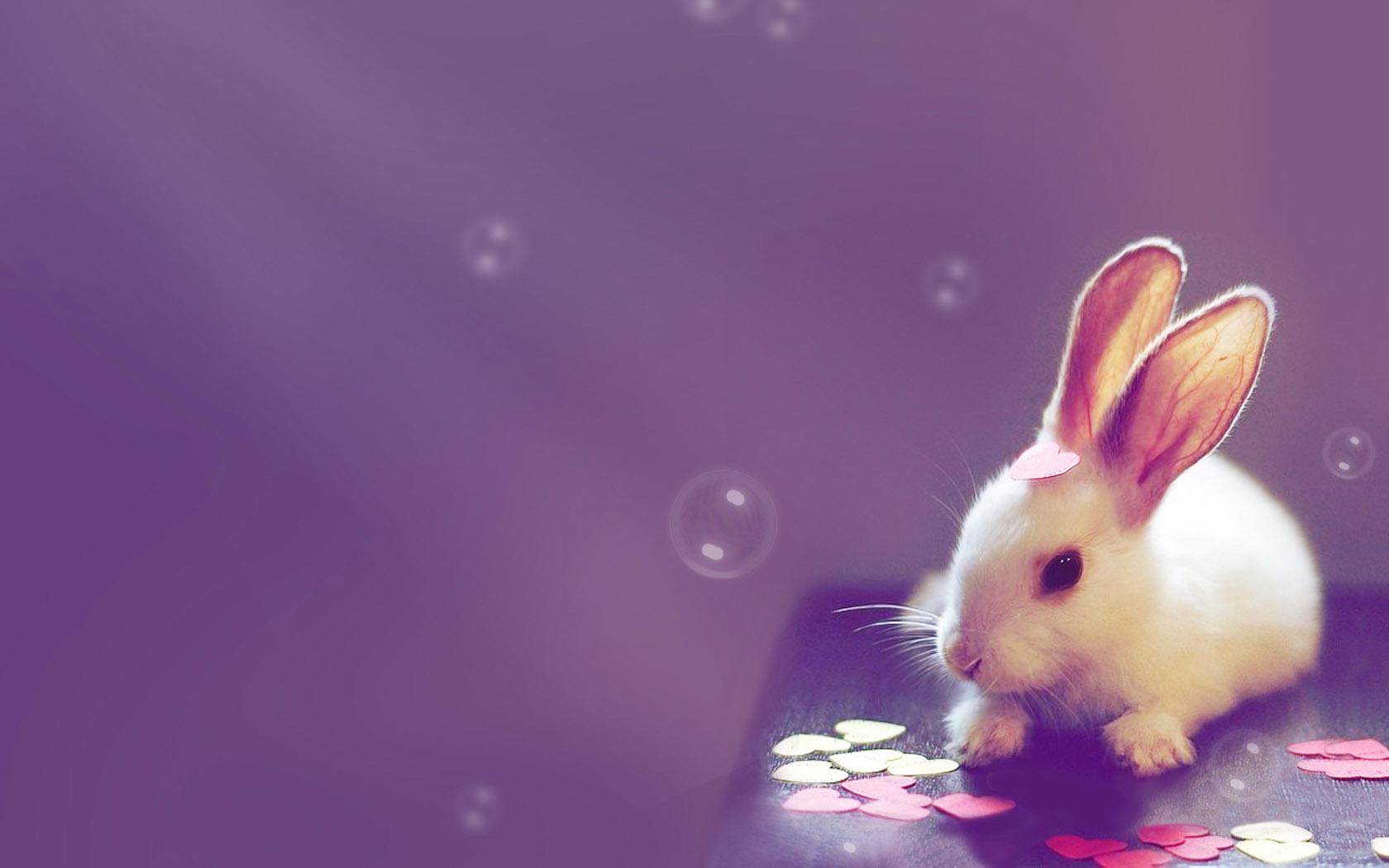 Rabbit cute computer desktop picture