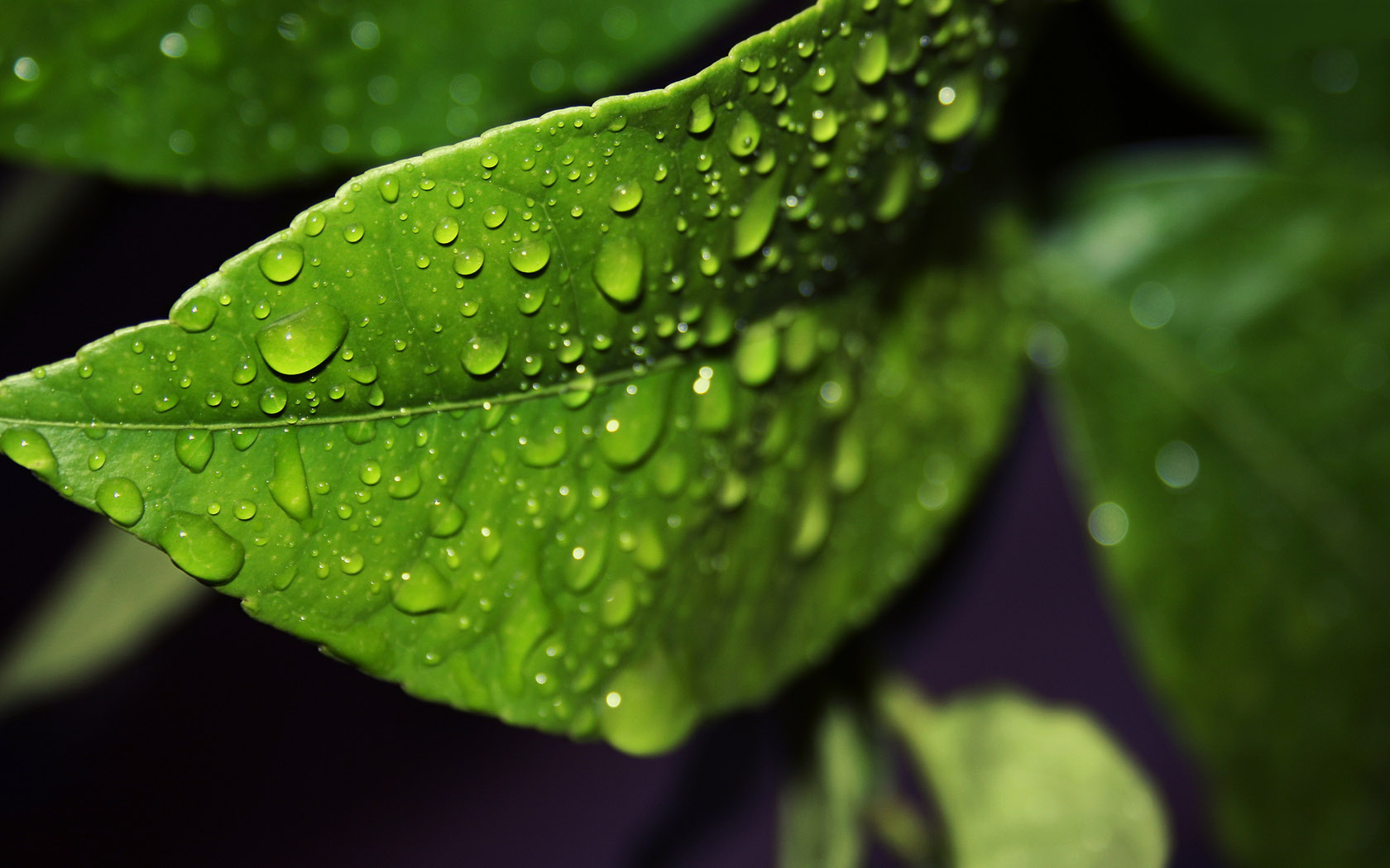 Green leaf water drop desktop background