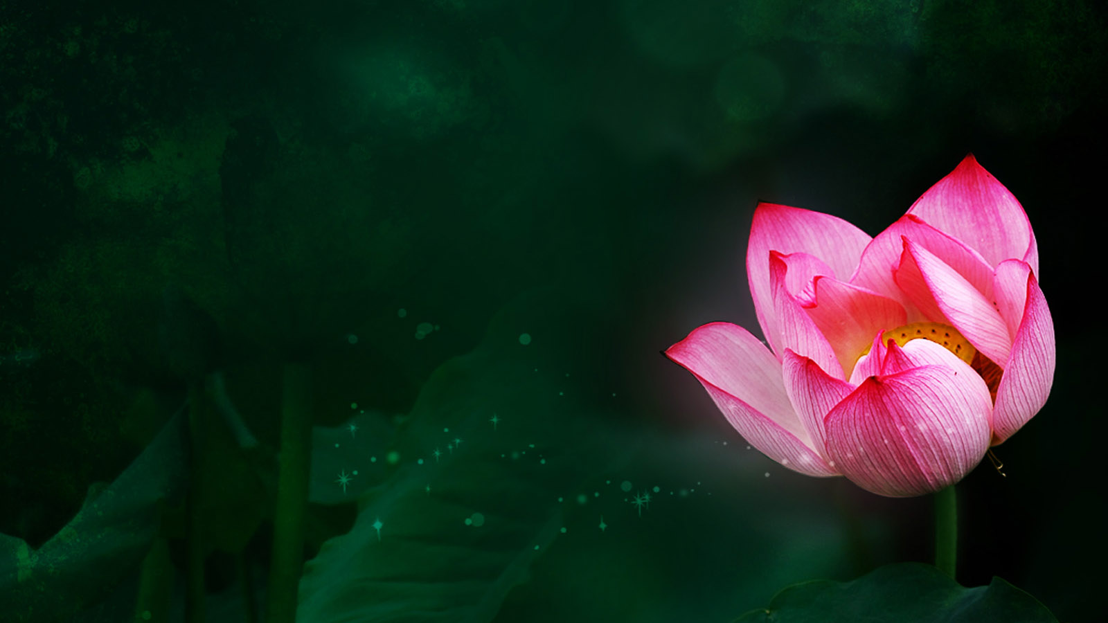 Beautiful lotus fairy desktop background