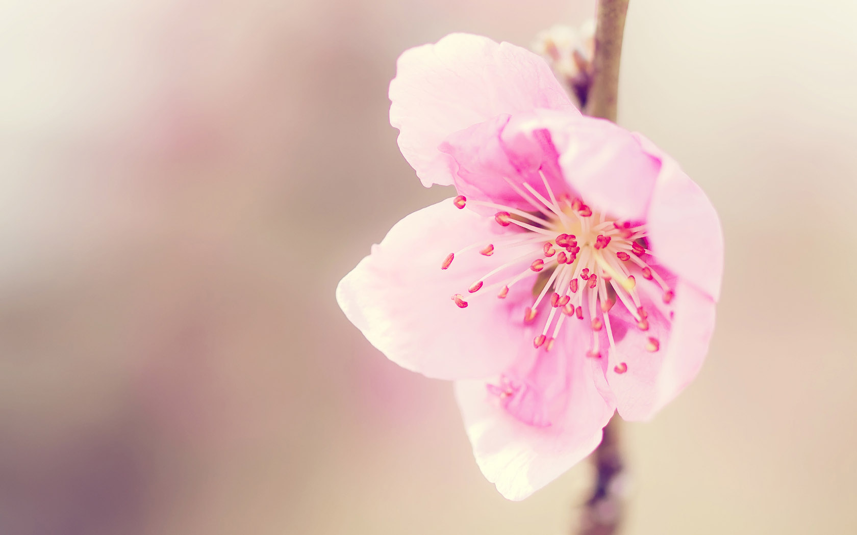 Pink Peach Blossom Desktop Wallpaper
