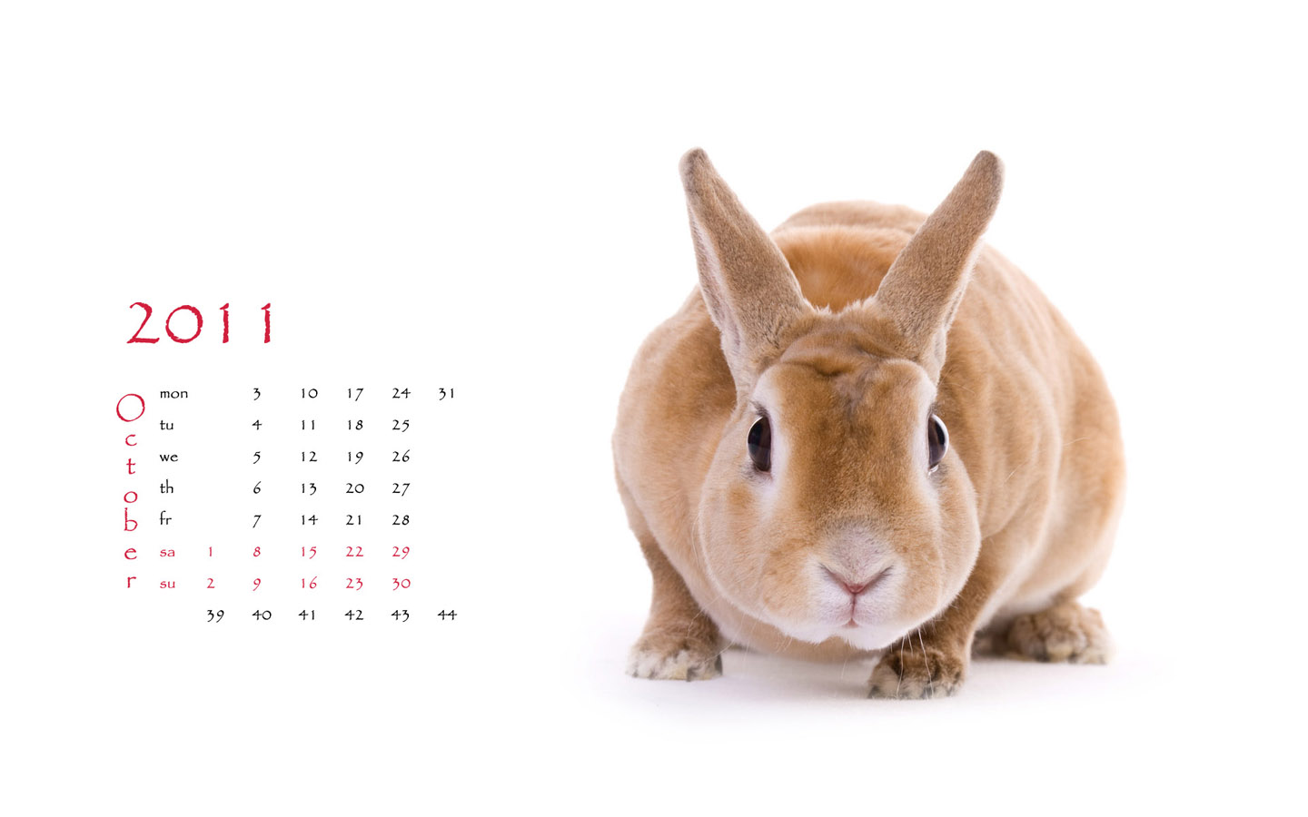 2011 Year of the Rabbit Calendar Desktop Wallpaper